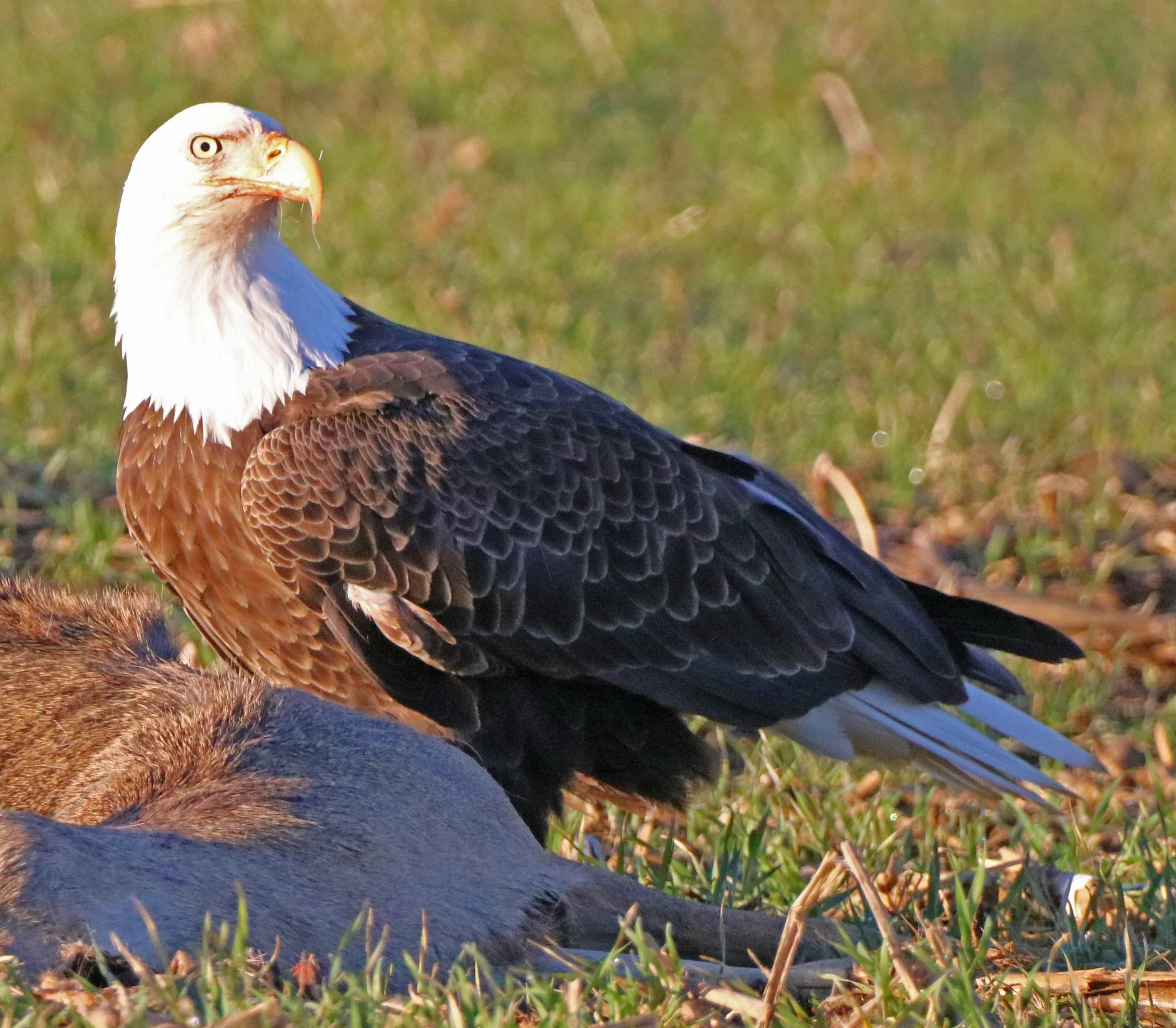 IMG_3534 1.jpg