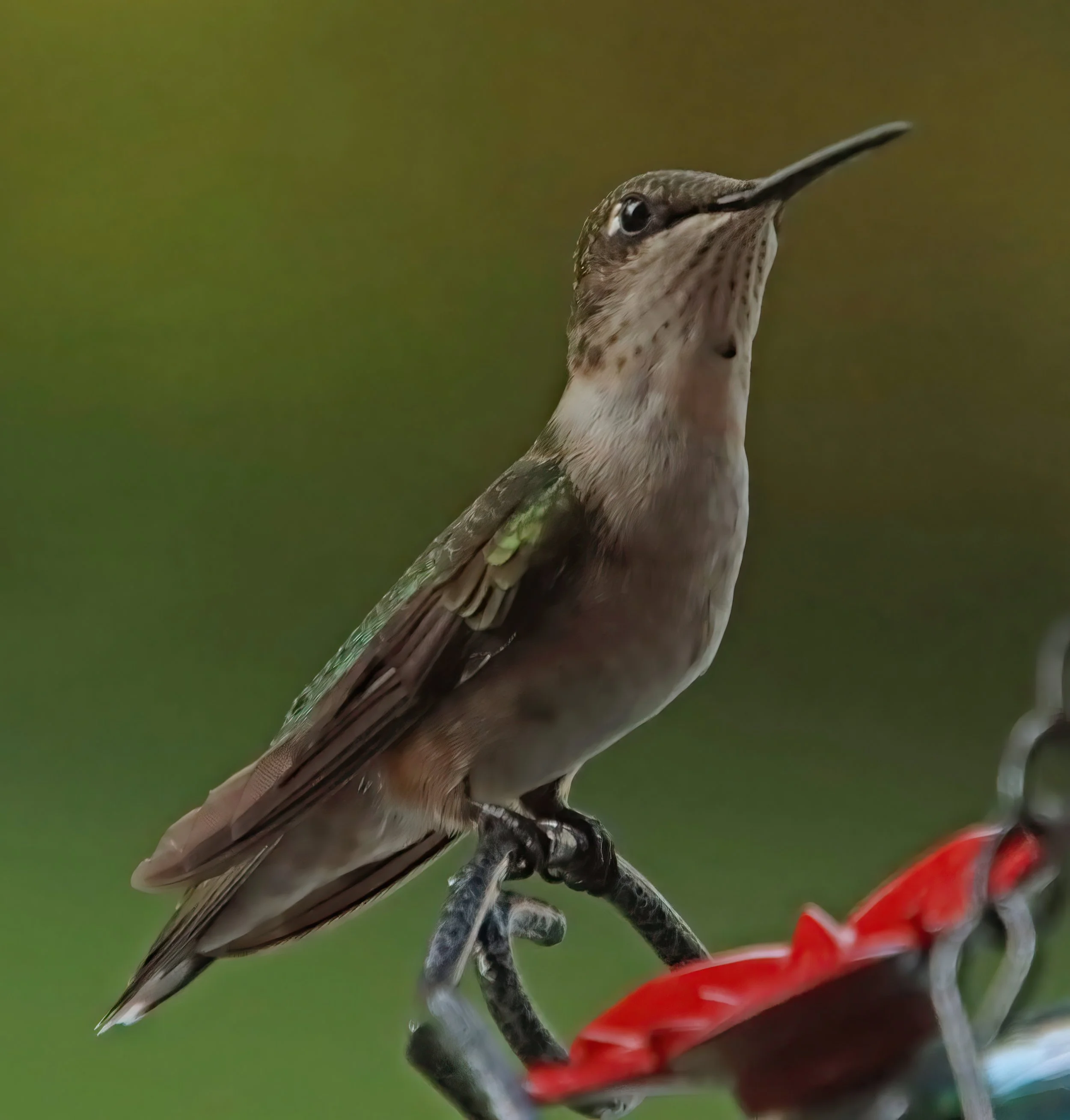 IMG_4654 1-gigapixel-very_compressed-scale-2_00x.jpg