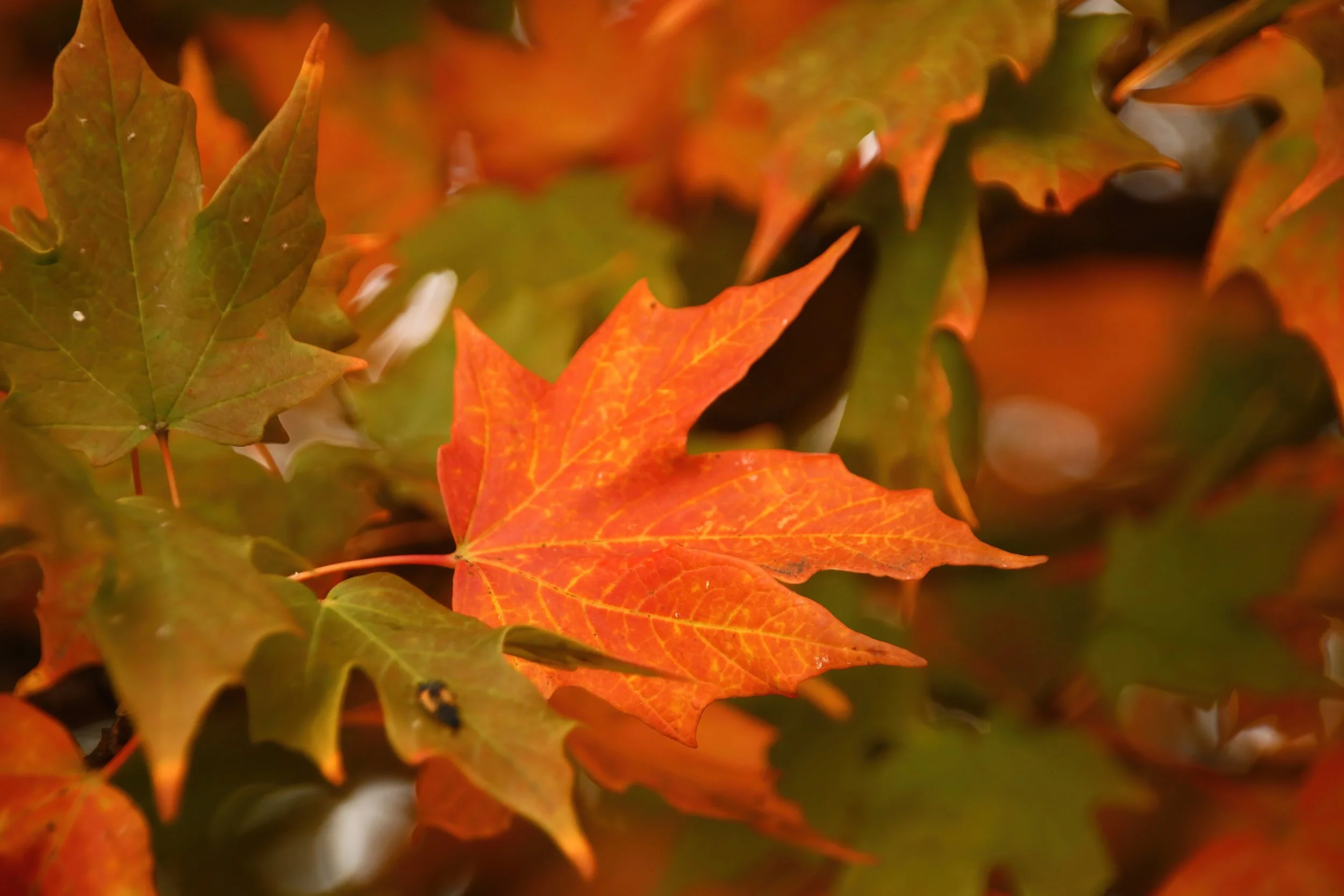 IMG_7604 1-DeNoiseAI-severe-noise.jpg