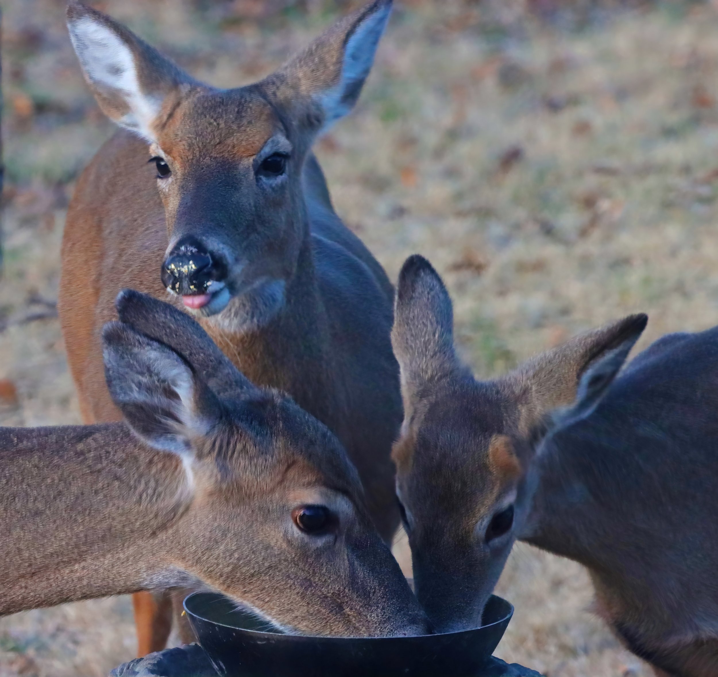 IMG_0032 1-DeNoiseAI-severe-noise.jpg