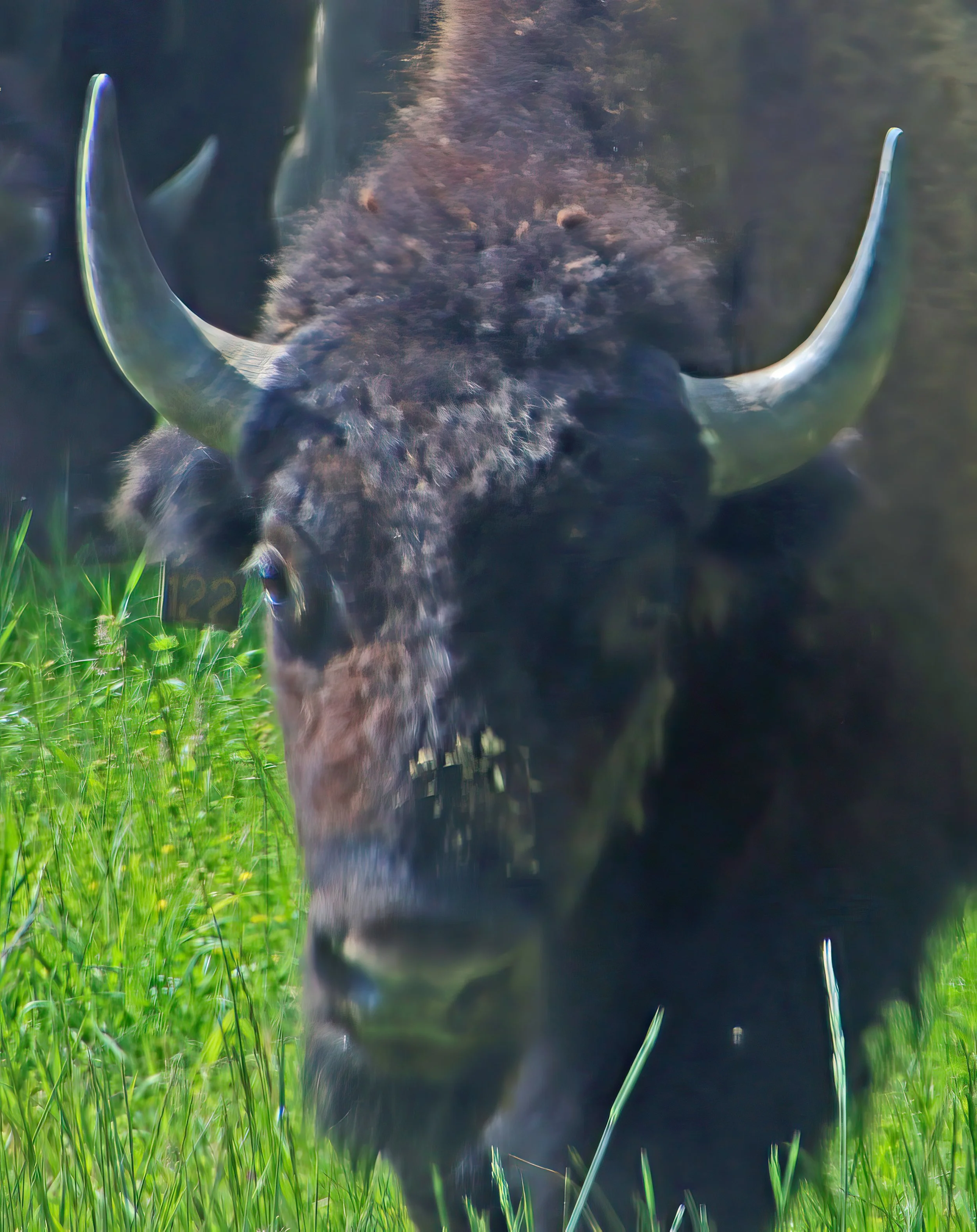 IMG_1019 2-gigapixel-very_compressed-scale-2_00x.jpg