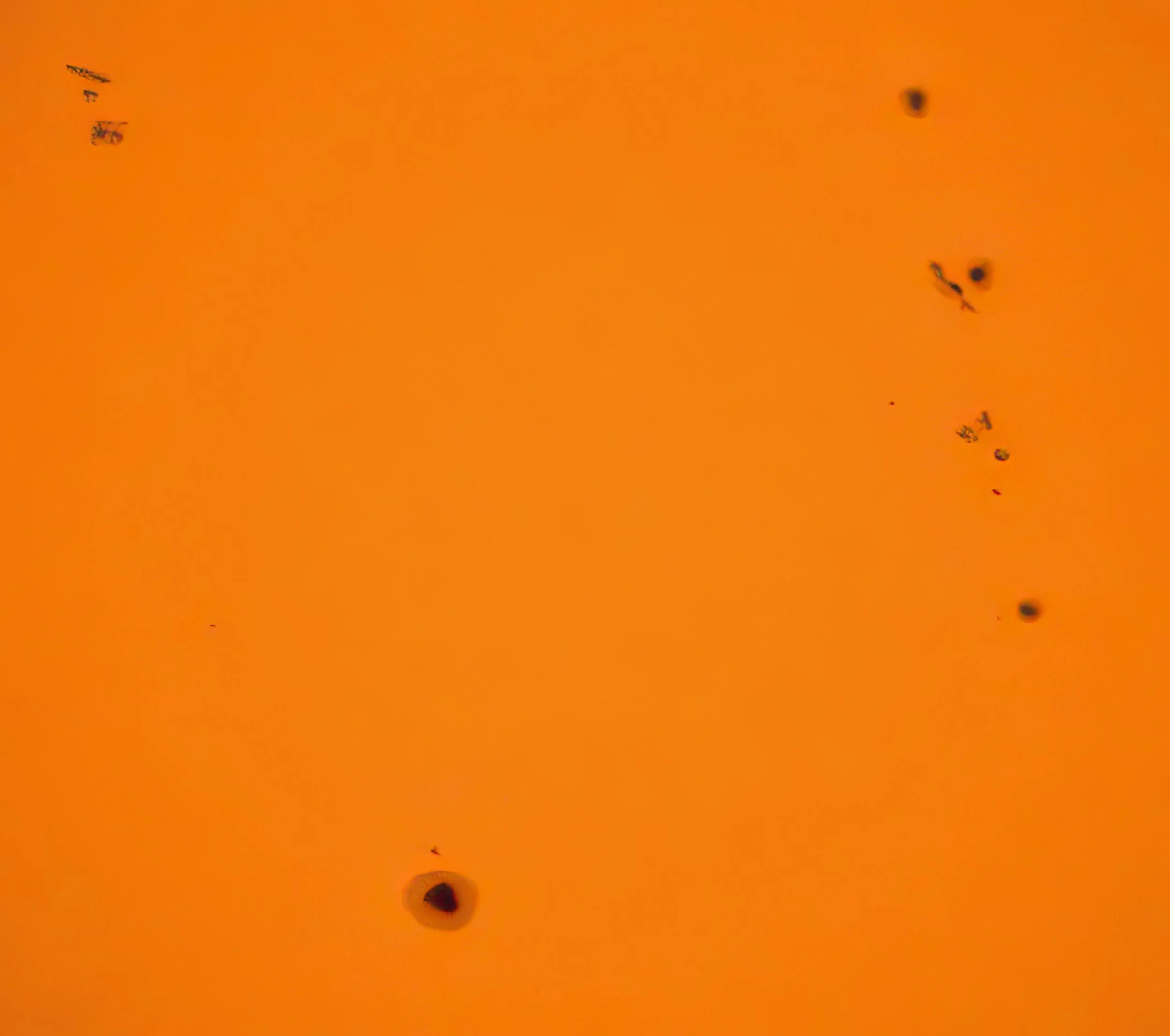 IMG_1280 2-gigapixel-very_compressed-scale-4_00x.jpg