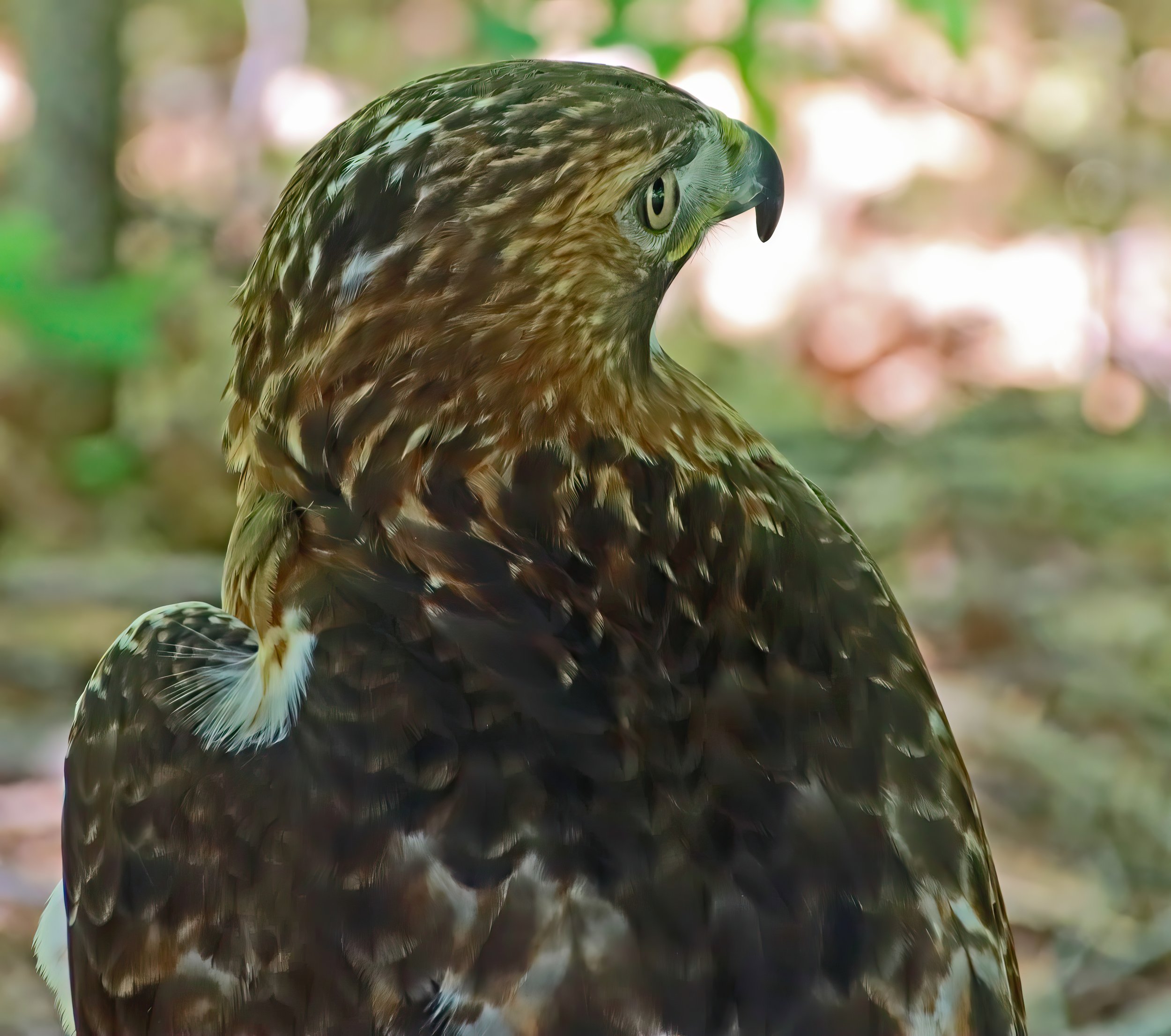 IMG_0867 1-gigapixel-very_compressed-scale-2_00x.jpg