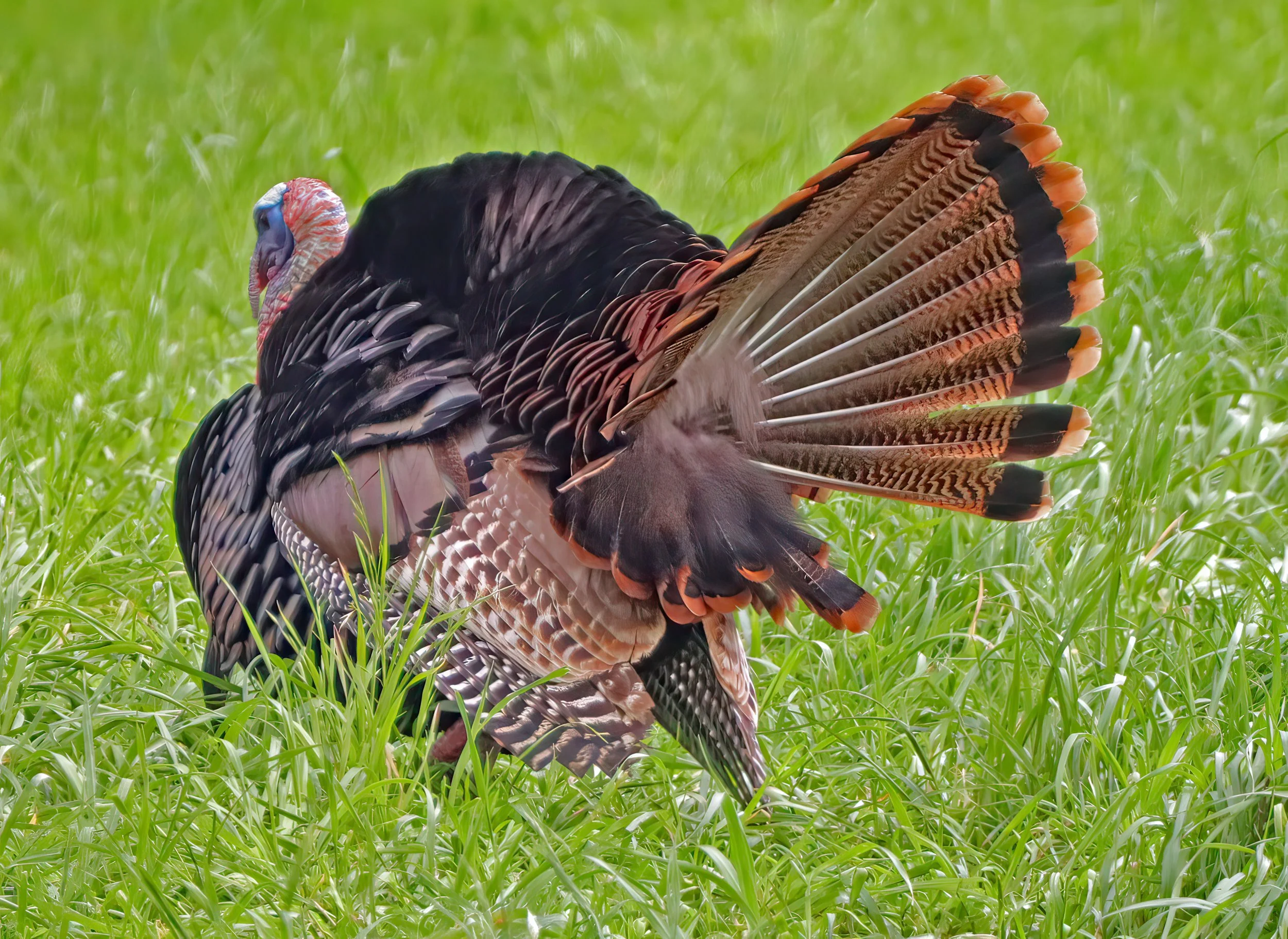 IMG_0659 1-2_00x.jpg