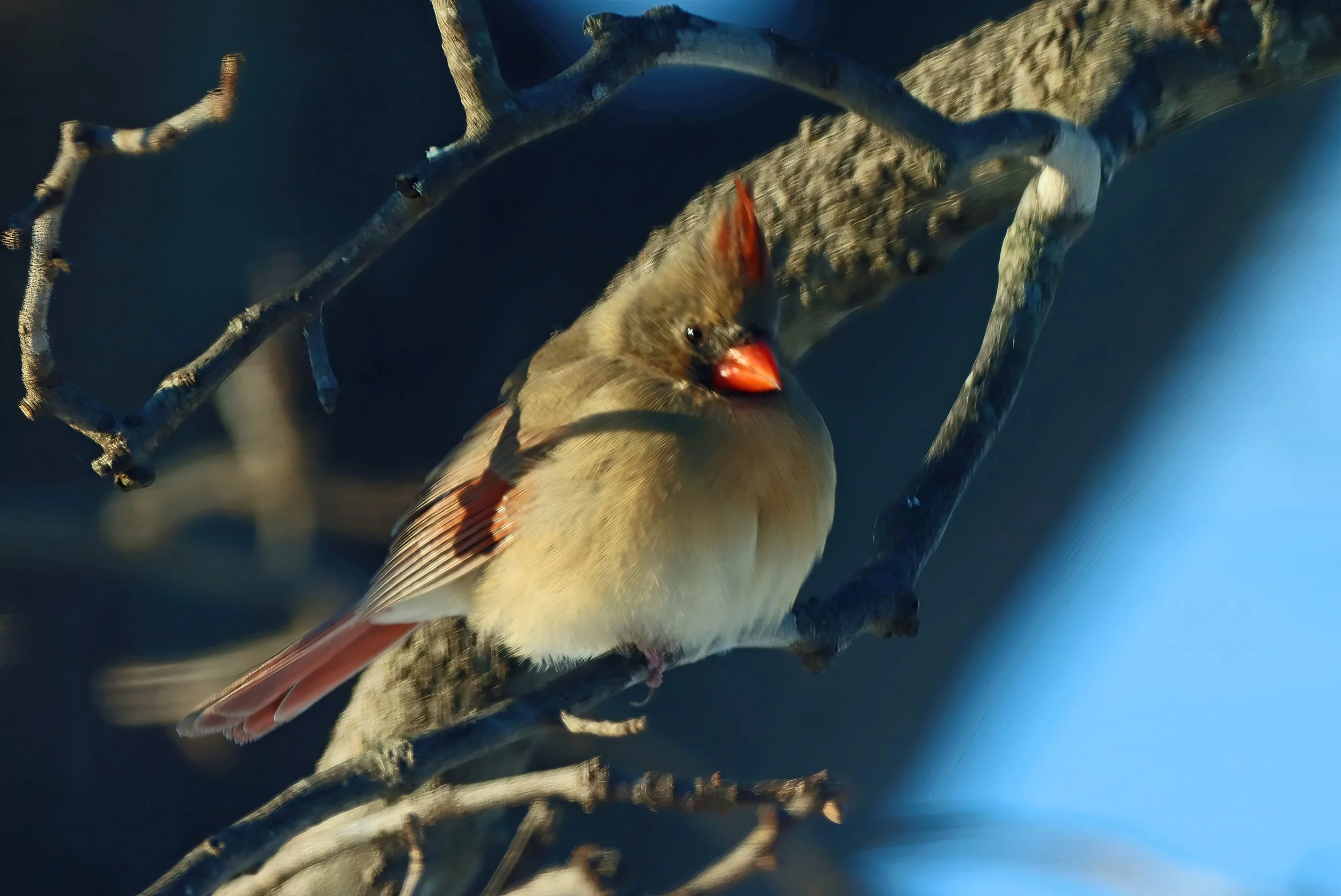 IMG_7171 1-SharpenAI-Focus.jpg