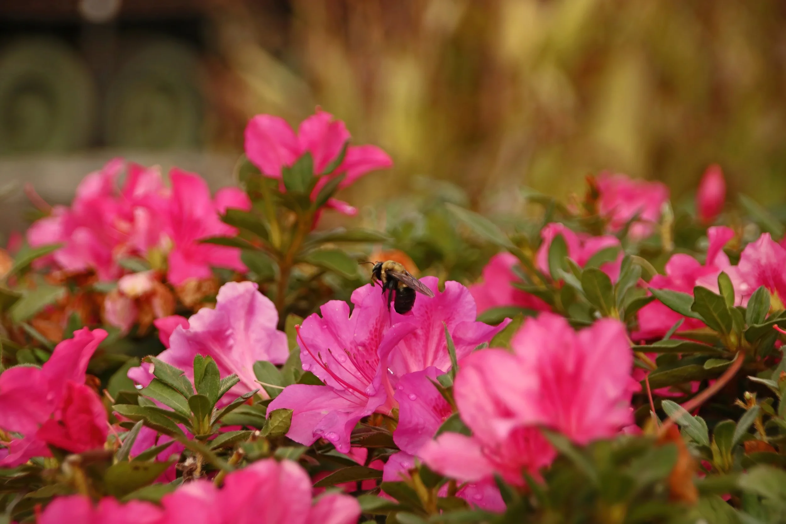 IMG_7594 1-DeNoiseAI-severe-noise.jpg