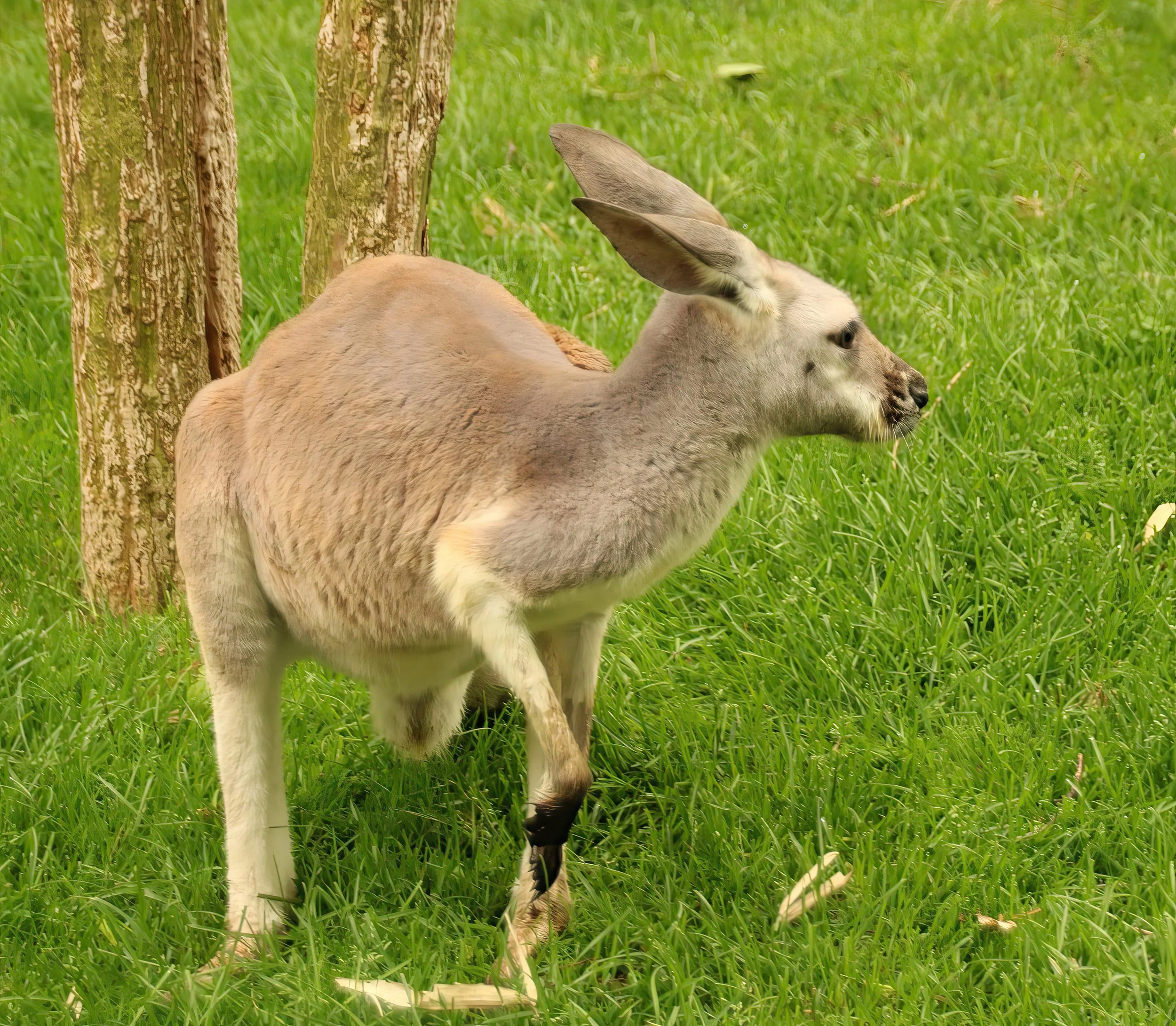 IMG_8543 1-gigapixel-very_compressed-scale-2_00x.jpg