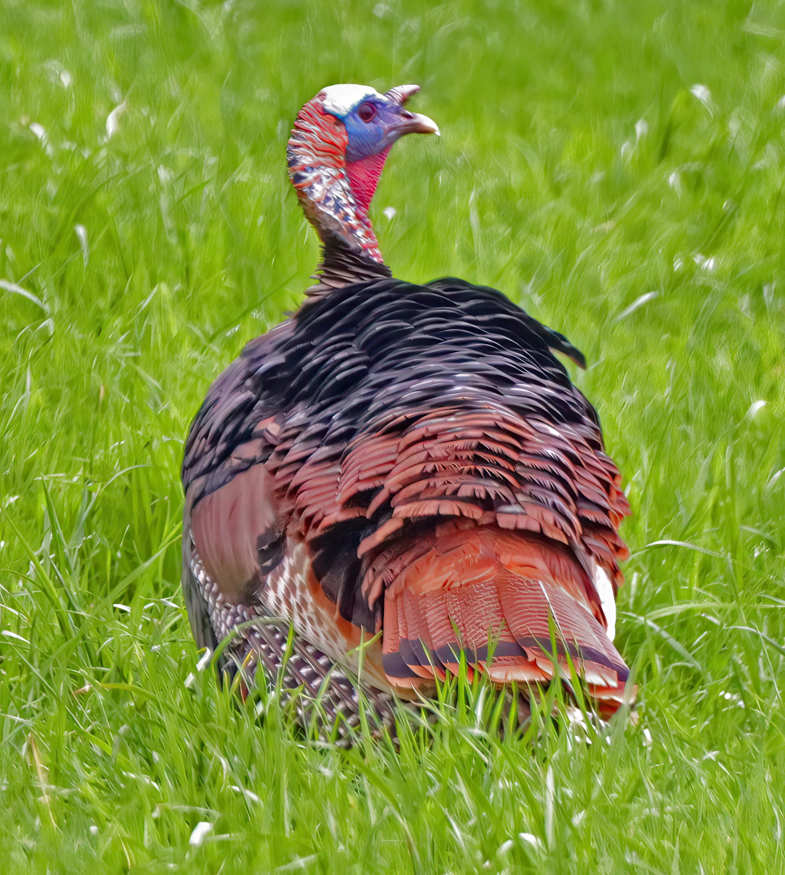 IMG_0633 1-2_00x.jpg