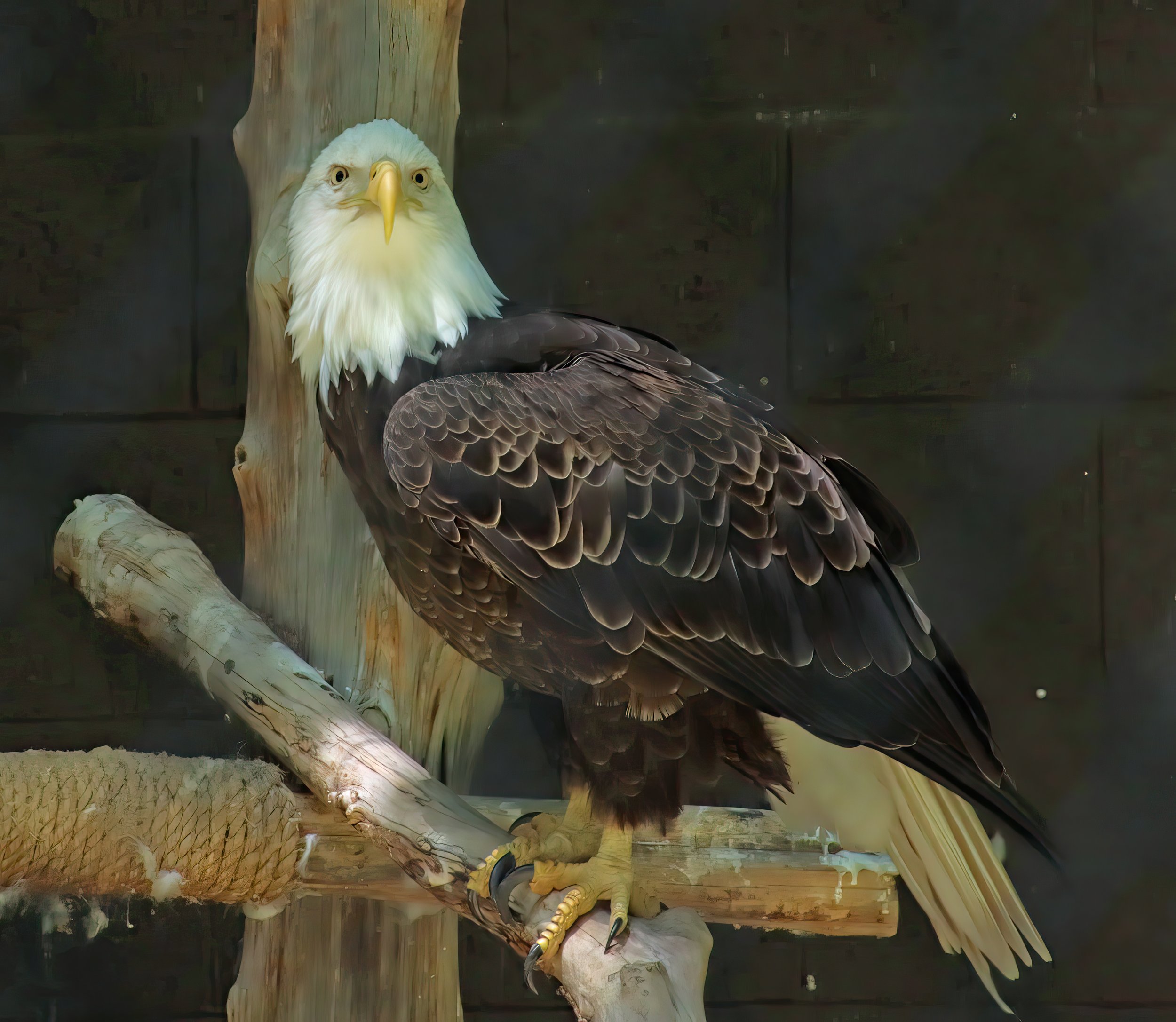 IMG_0919 1-gigapixel-very_compressed-scale-2_00x.jpg