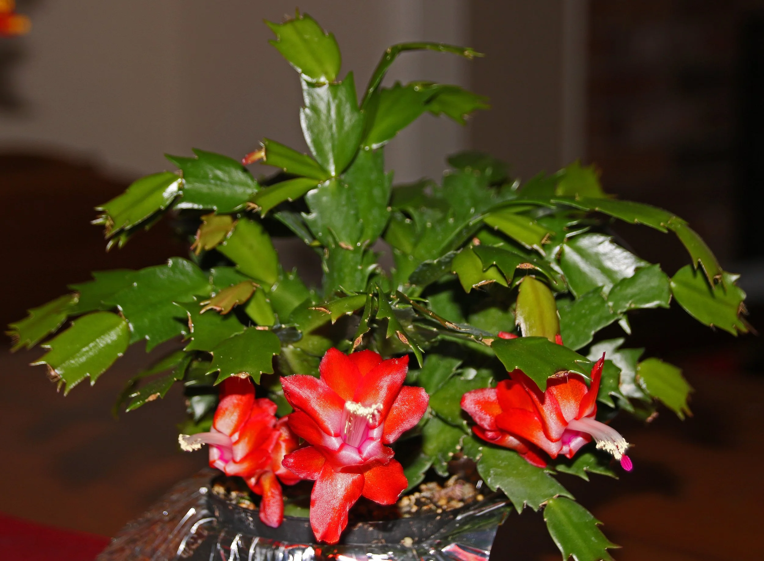 IMG_8433 1.jpg