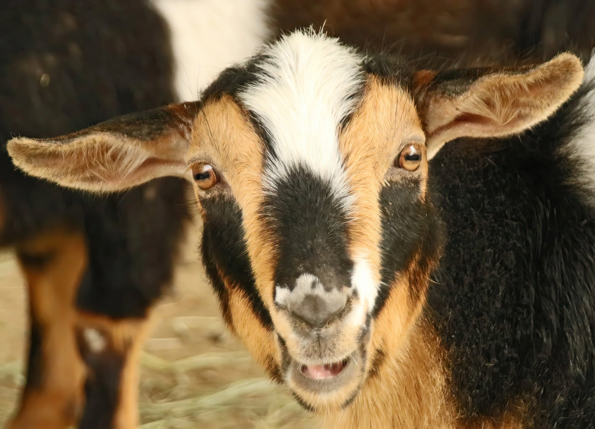 IMG_8721 2-gigapixel-very_compressed-scale-2_00x.jpg