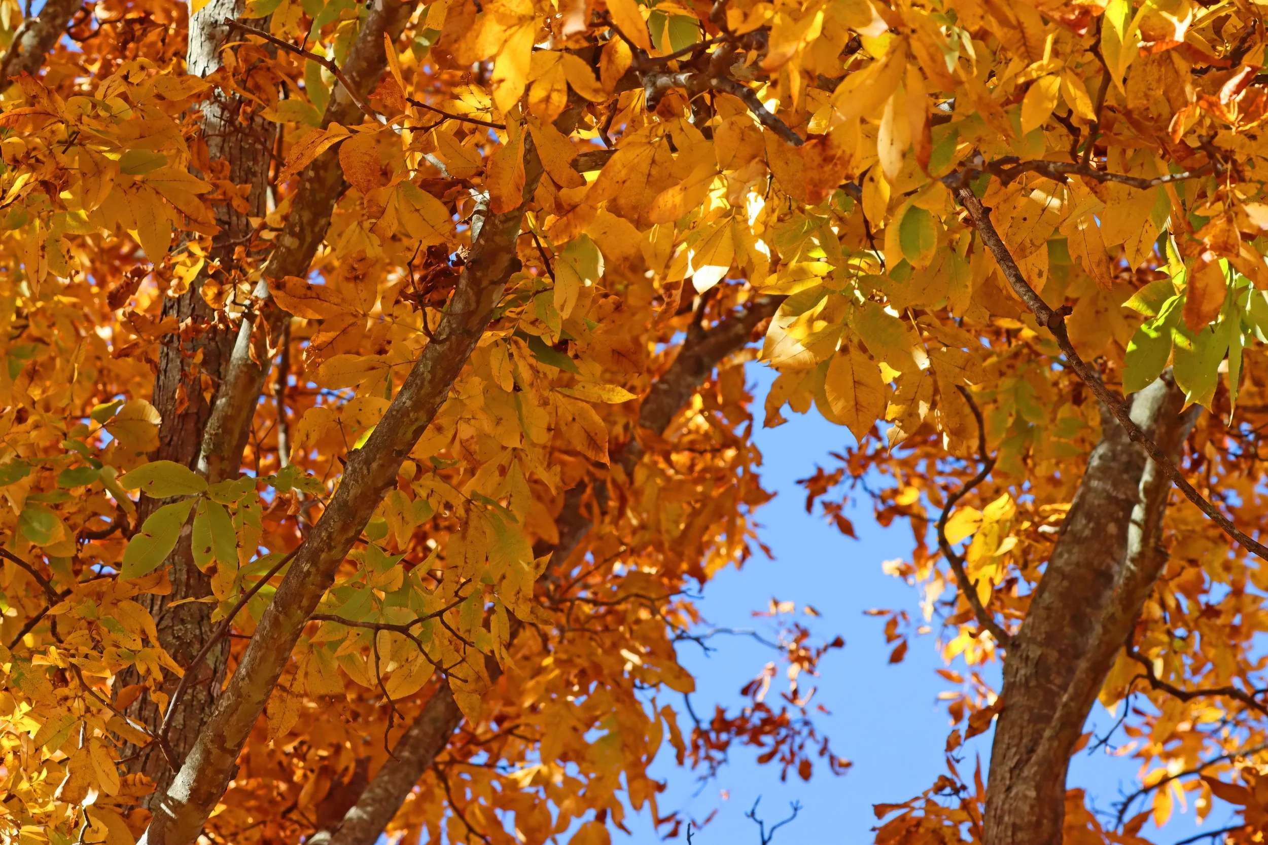 IMG_9605 1-DeNoiseAI-severe-noise.jpg