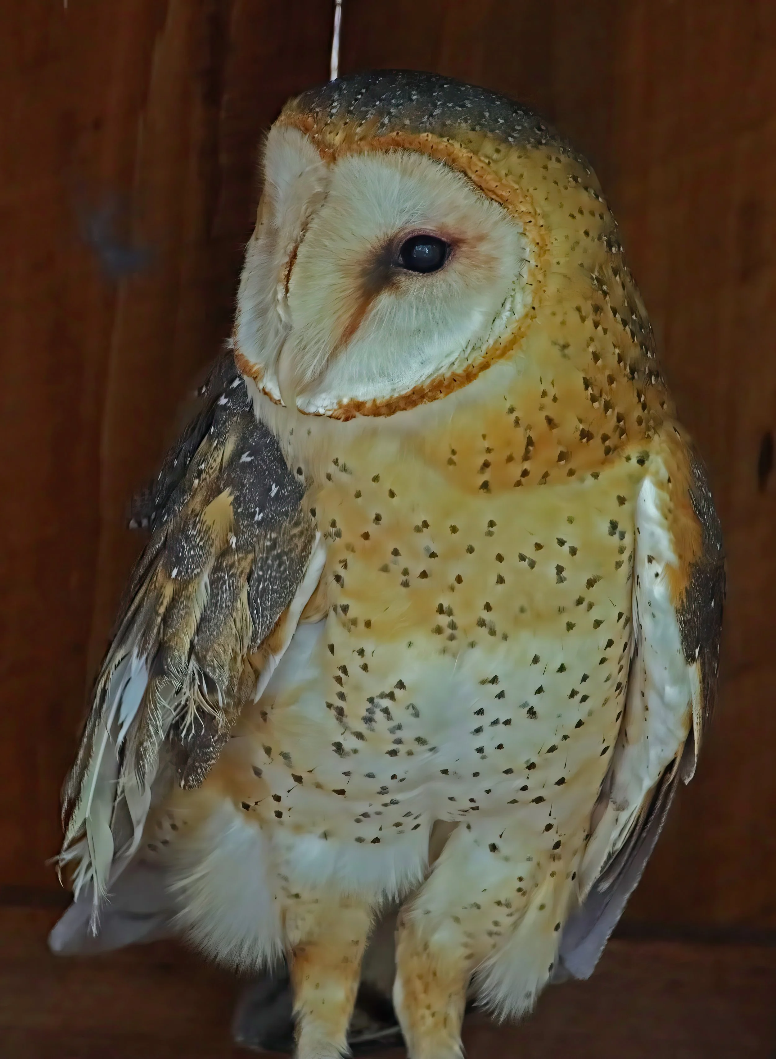 IMG_0851 1-gigapixel-very_compressed-scale-2_00x.jpg