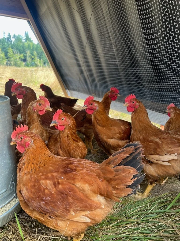 Pasture-Raised Chicken - Whole (Deposit)