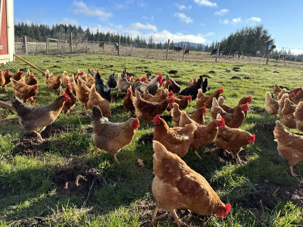 Pasture-Raised Stew Hen - Whole (Deposit)