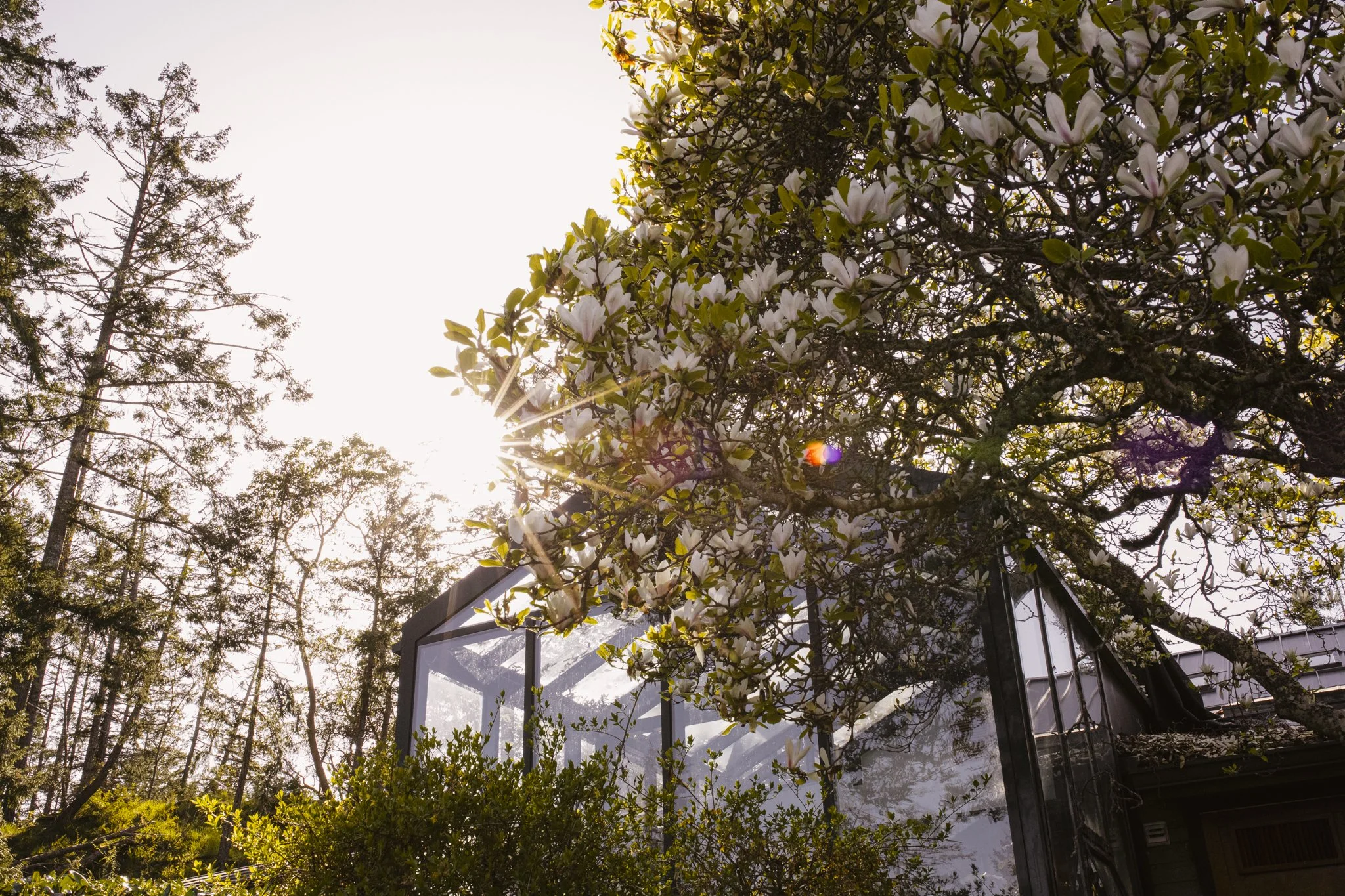 Florals and Floral Delivery Salt Spring Island — Foxglove Farm and ...