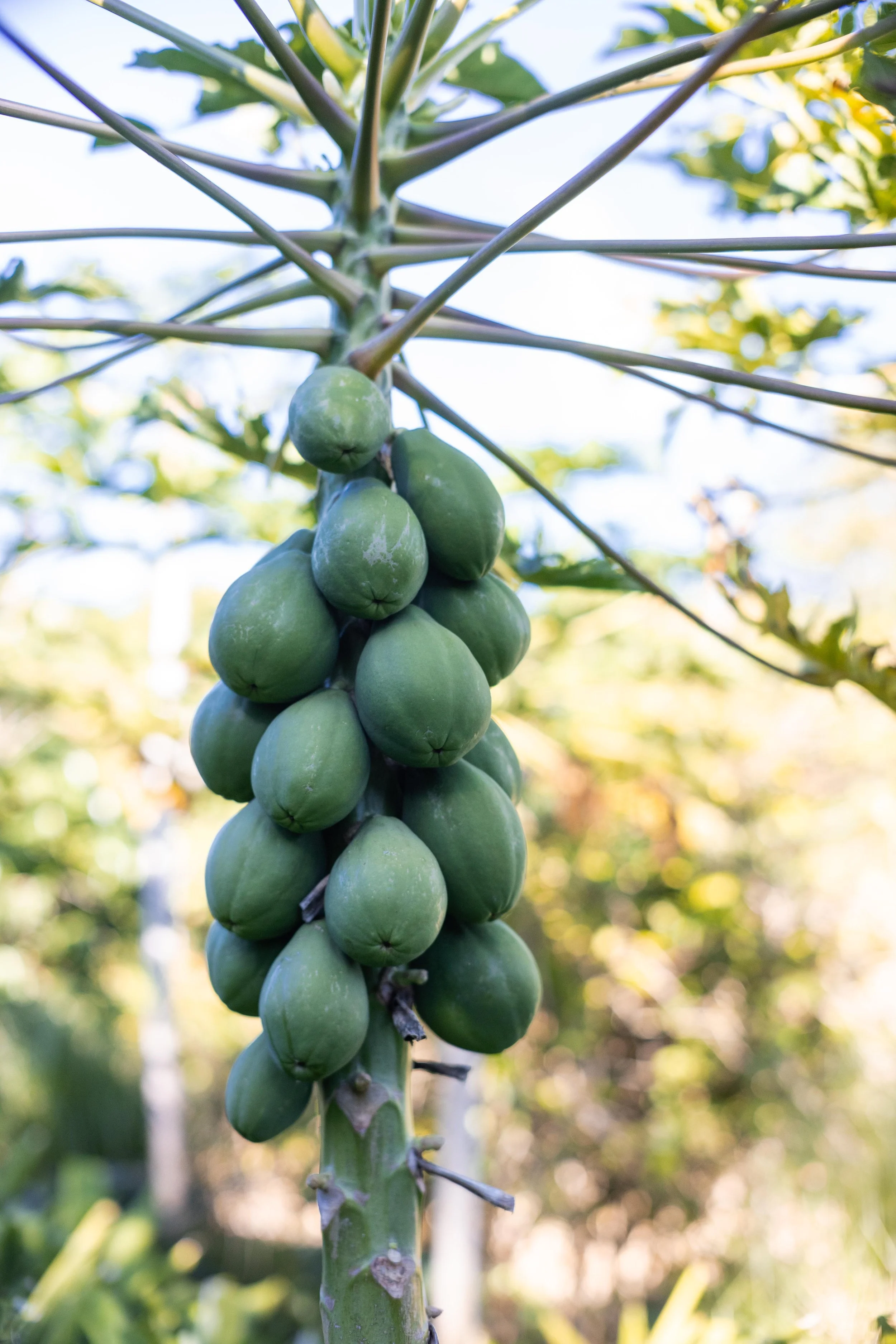Green papayas hanging in a cluster during Laulima Farm Orchard Tour in Kipahulu, Maui