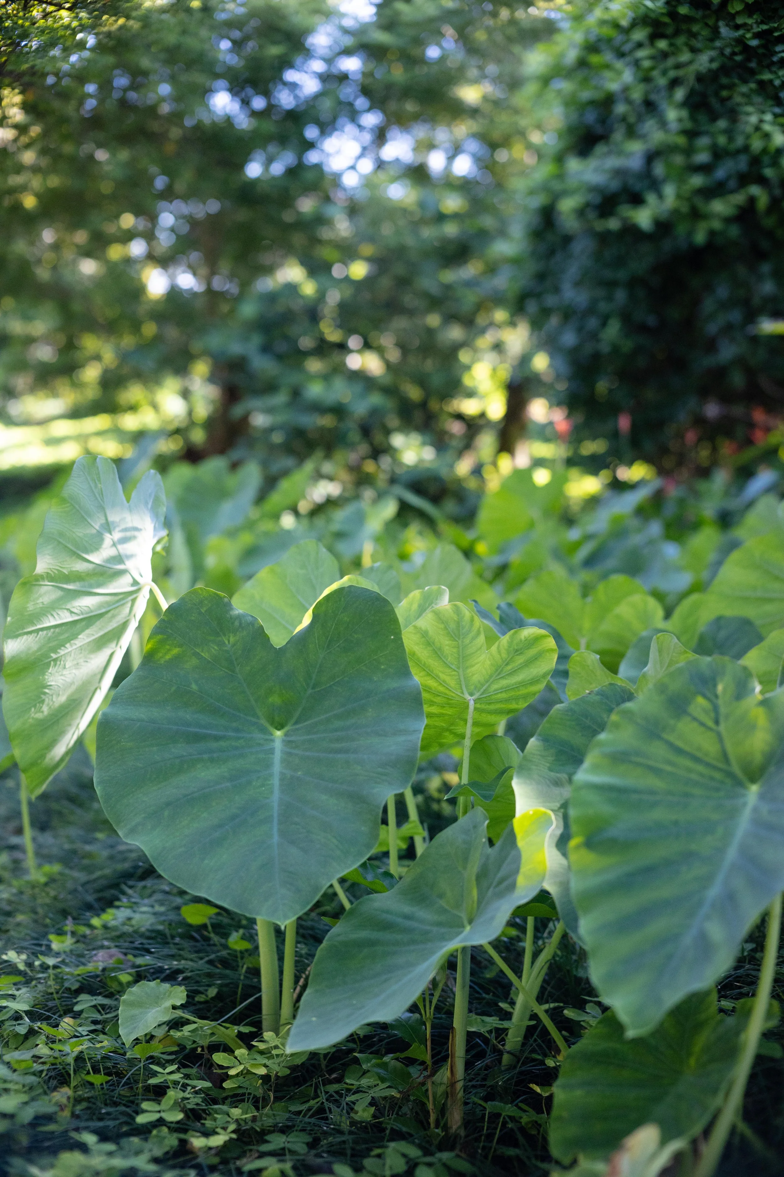Close-up of lush green elephant ear plants in a garden with dense trees in the background.