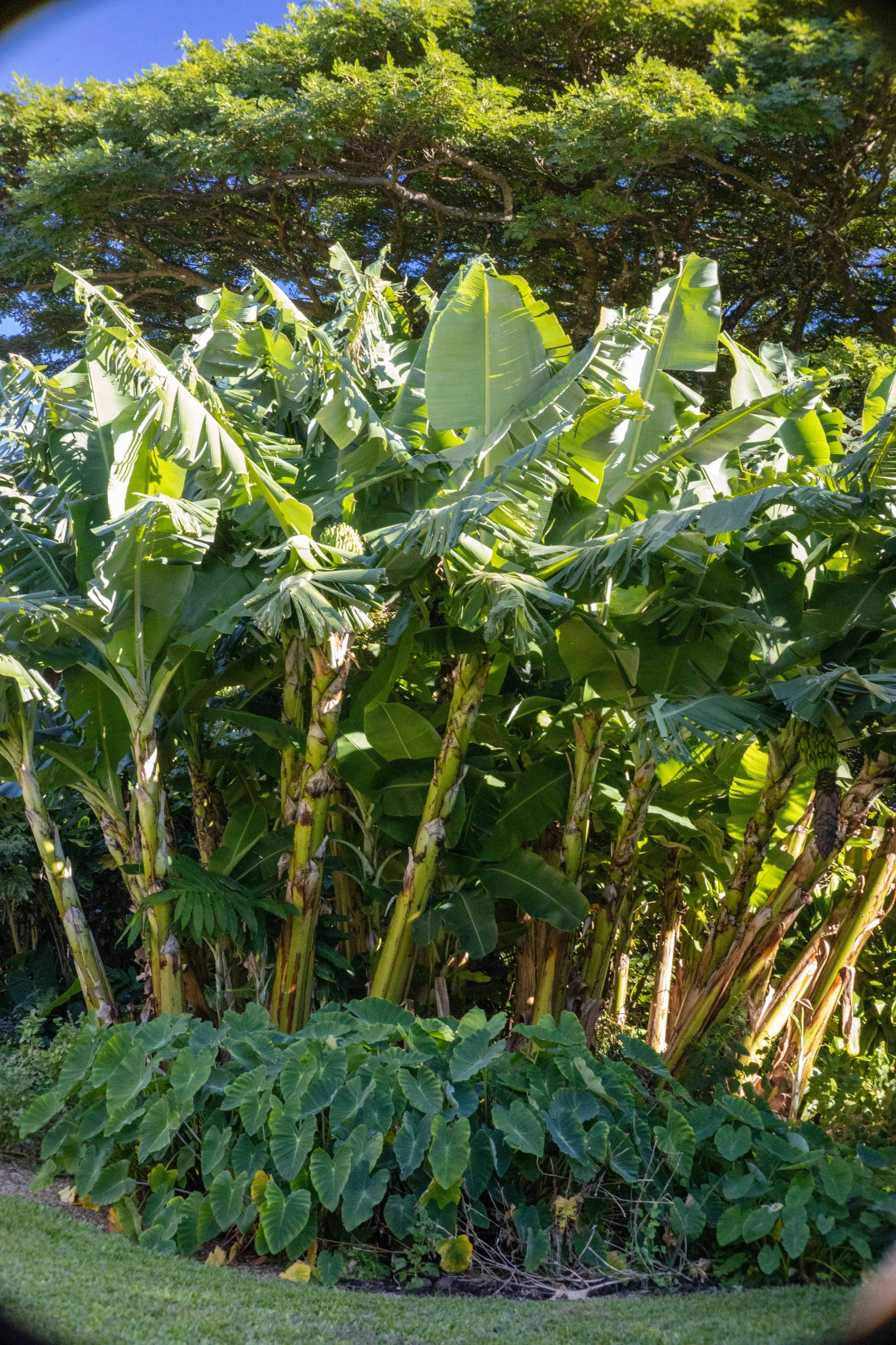 Tropical plants, including banana trees with large leaves and an understory of guiding ivy, under a clear blue sky.