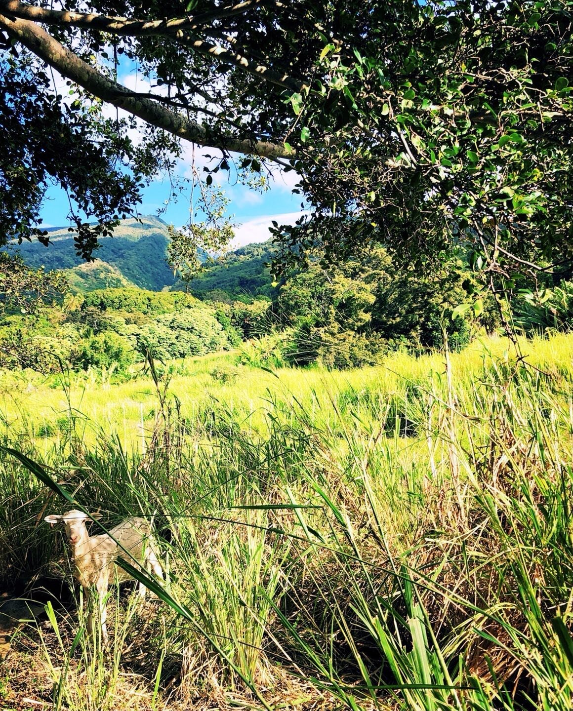 Aloha from the sheep pasture 🐑 😃🌿🌈🤙