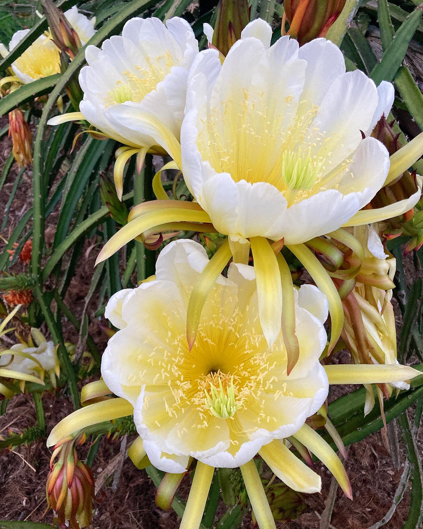 Dragonfruit season is upon us! These beauties only open at night for the after dark pollinators✨