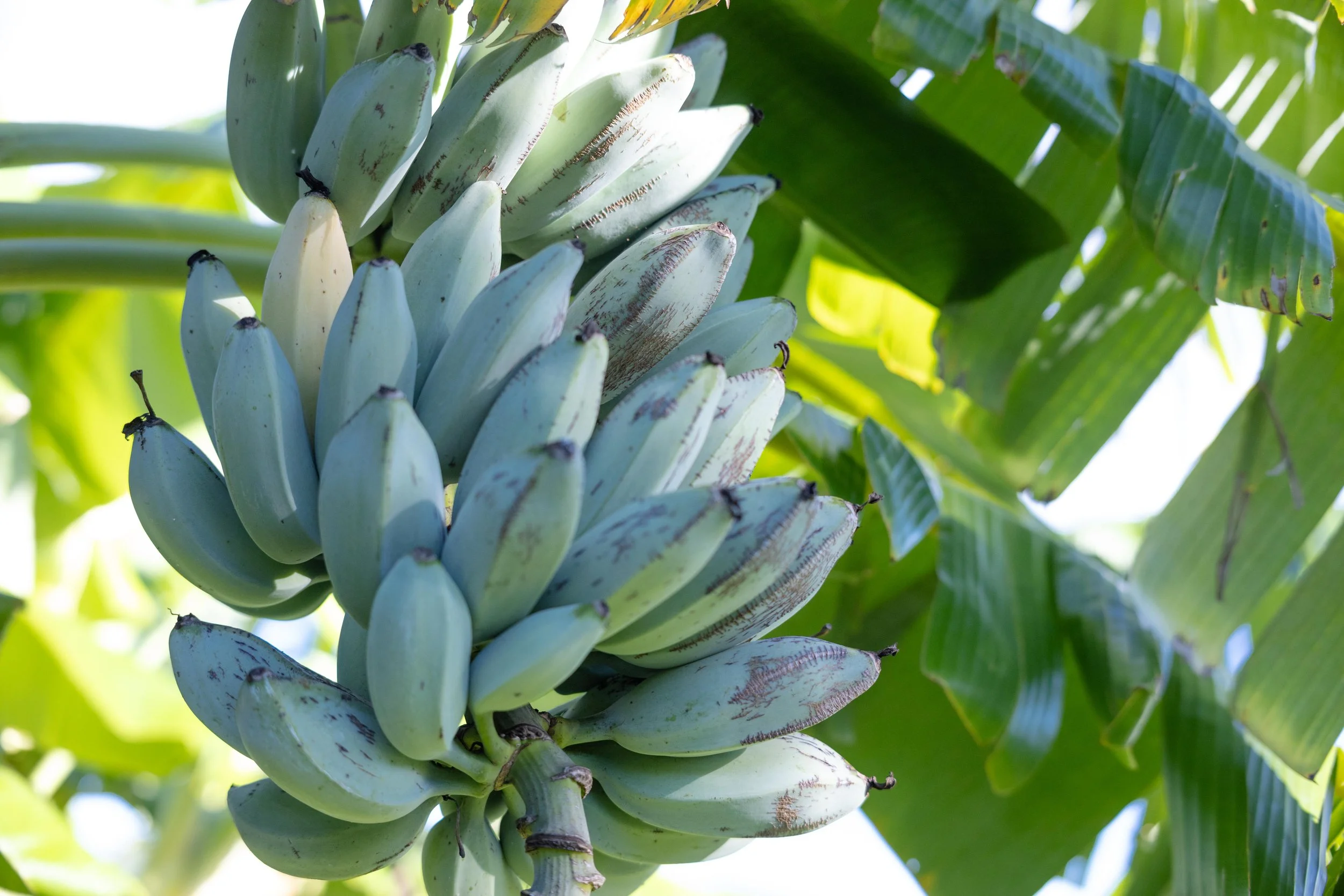 Underripe banana on Laulima Farm guided private farm tour in Hana, Maui