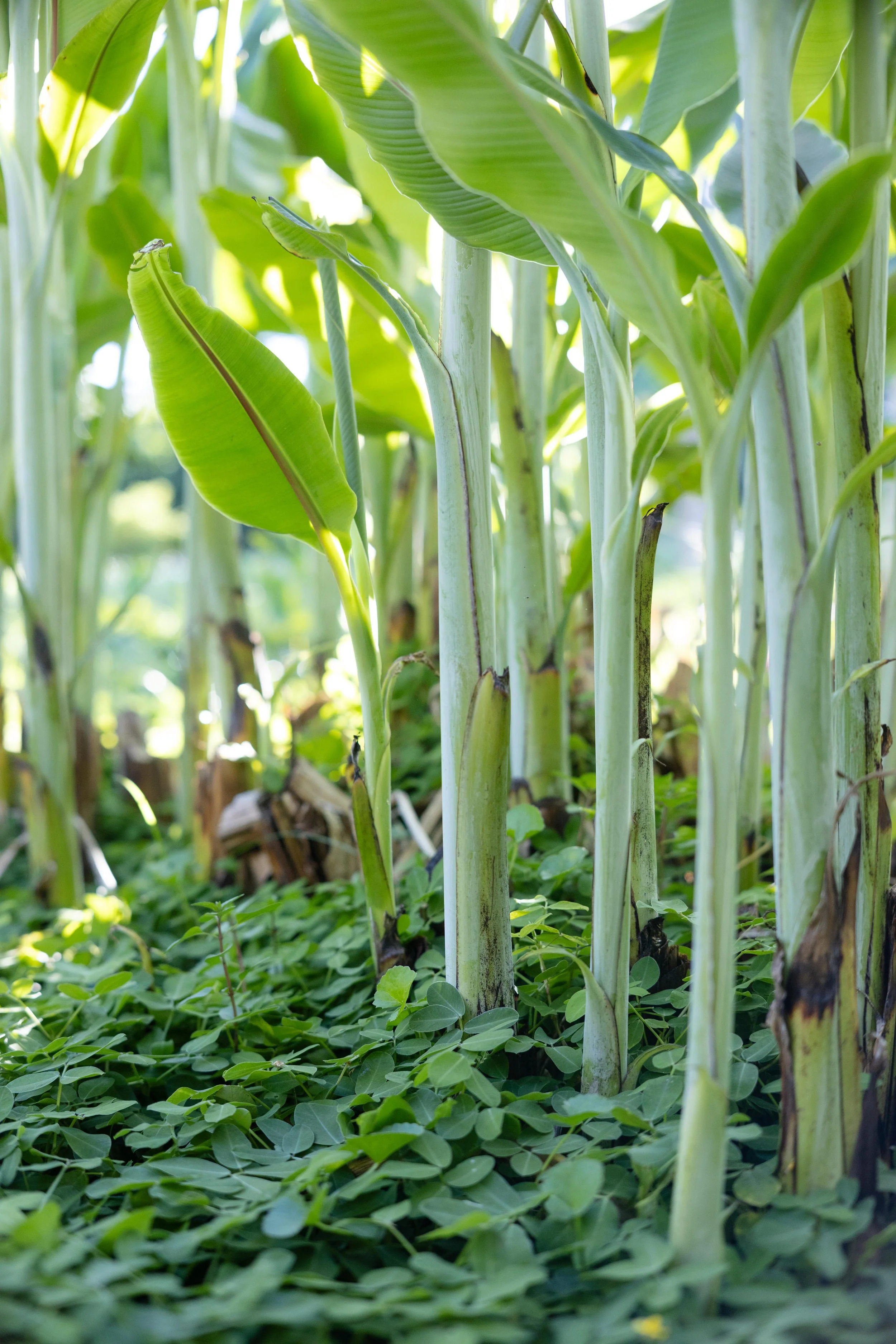 Close-up of banana plants with green leaves and stalks in a sunny field.