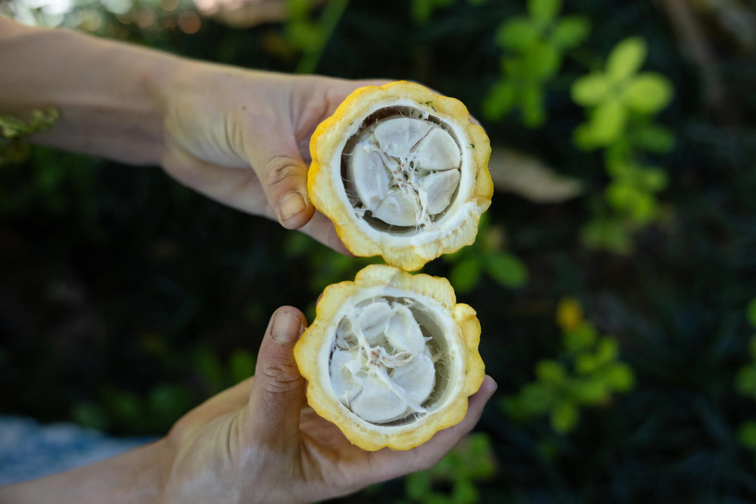 Cacao fruit tasting during guided farm tour in Kipahulu, Maui