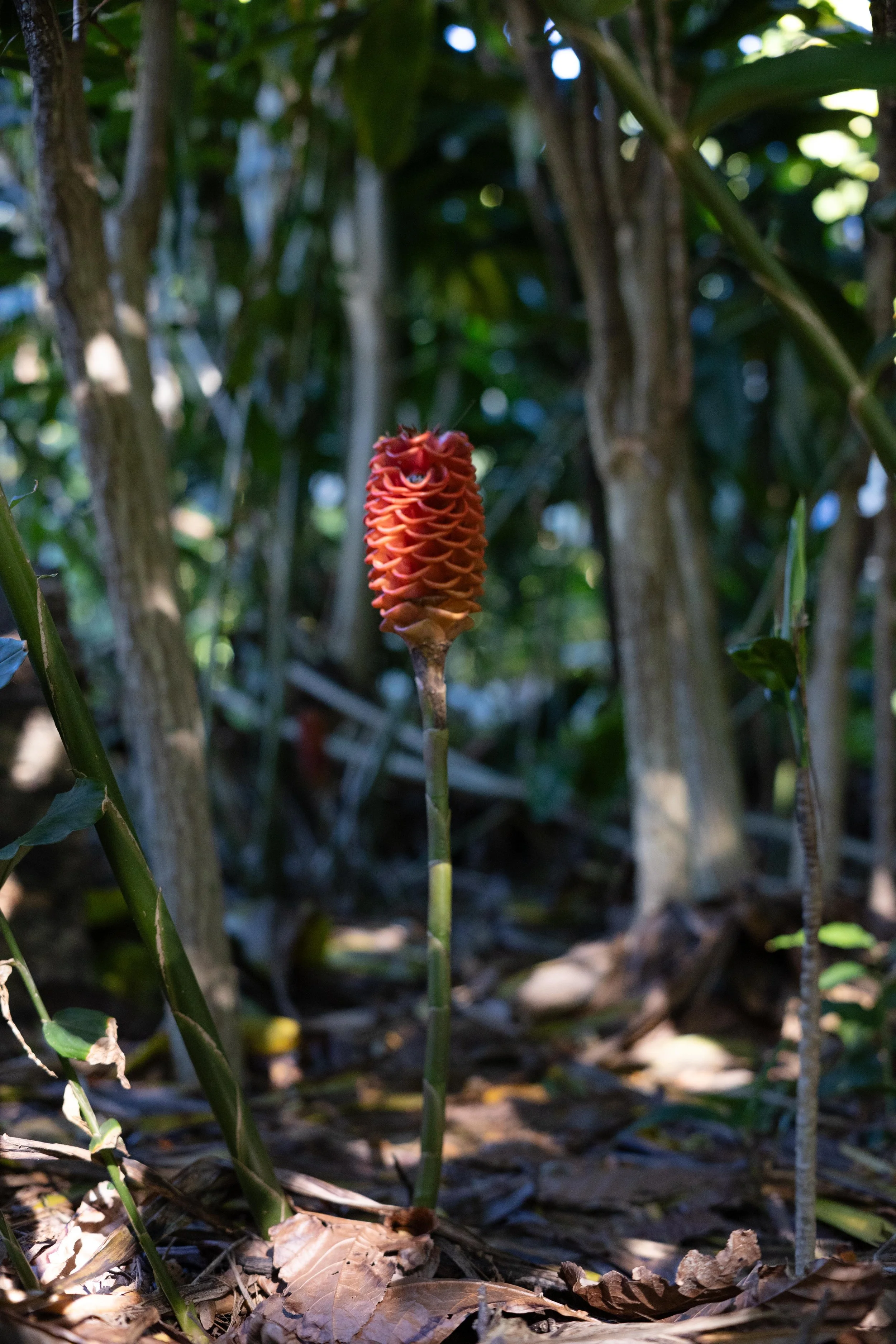A red, cone-shaped flower with layered, scale-like petals on a tall, slender stem in a forest setting with green foliage and dappled sunlight.