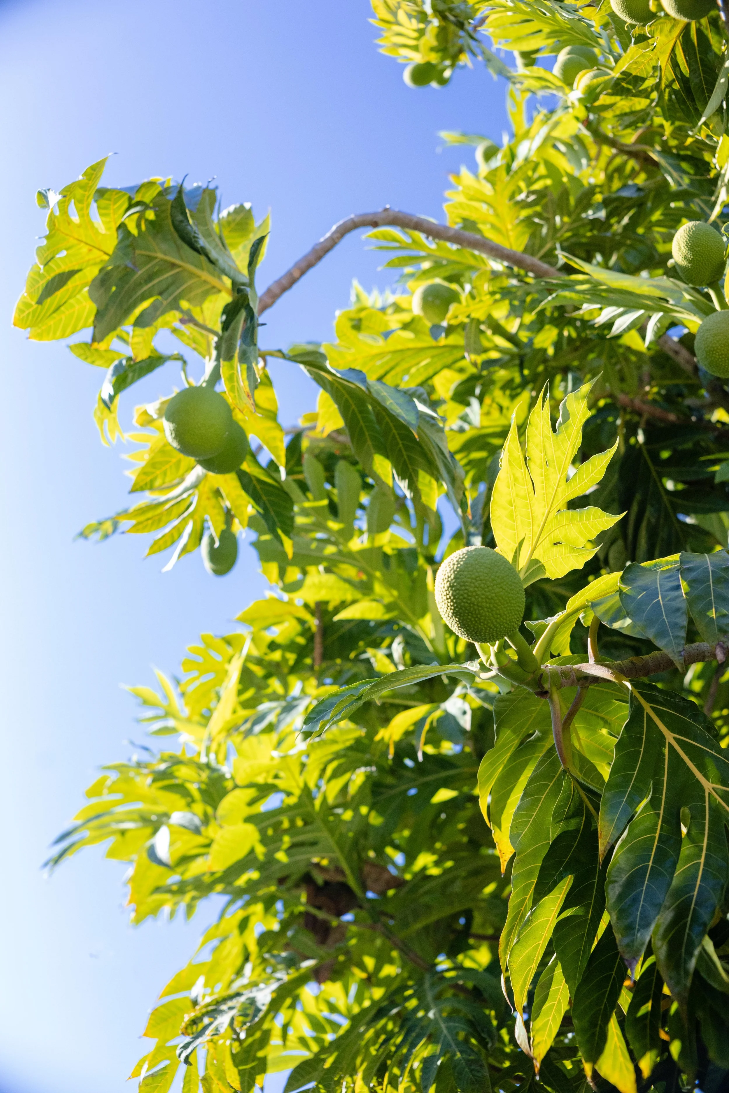 Close-up of a papaya tree with green papayas and bright green leaves against a blue sky.
