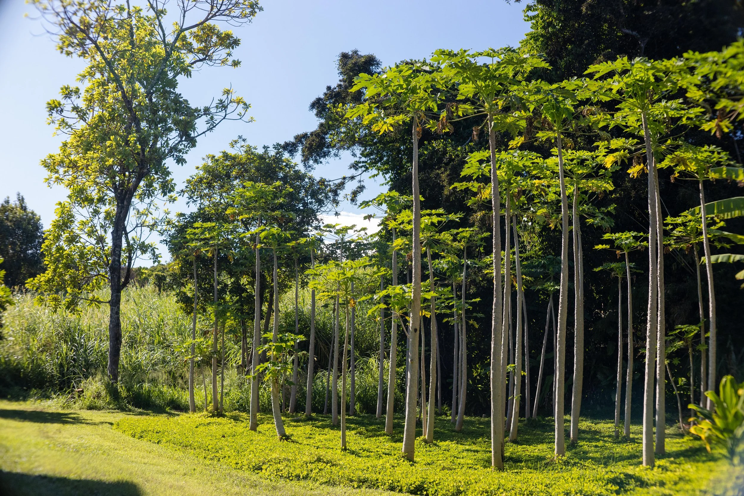 Agroforestry and orchard tour in Hana, Maui