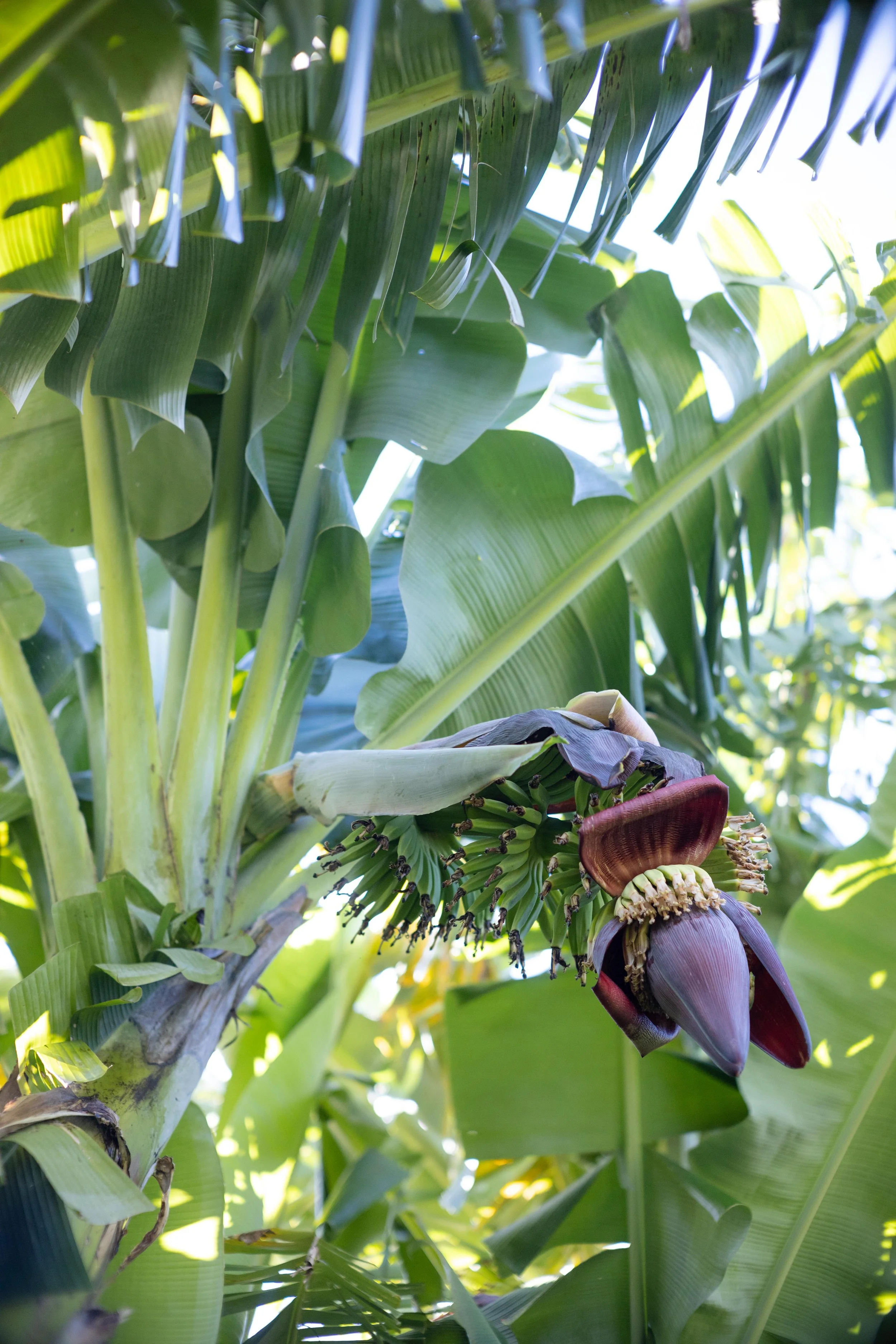 Close-up of a banana plant with a developing banana flower hanging from the plant surrounded by large green leaves.