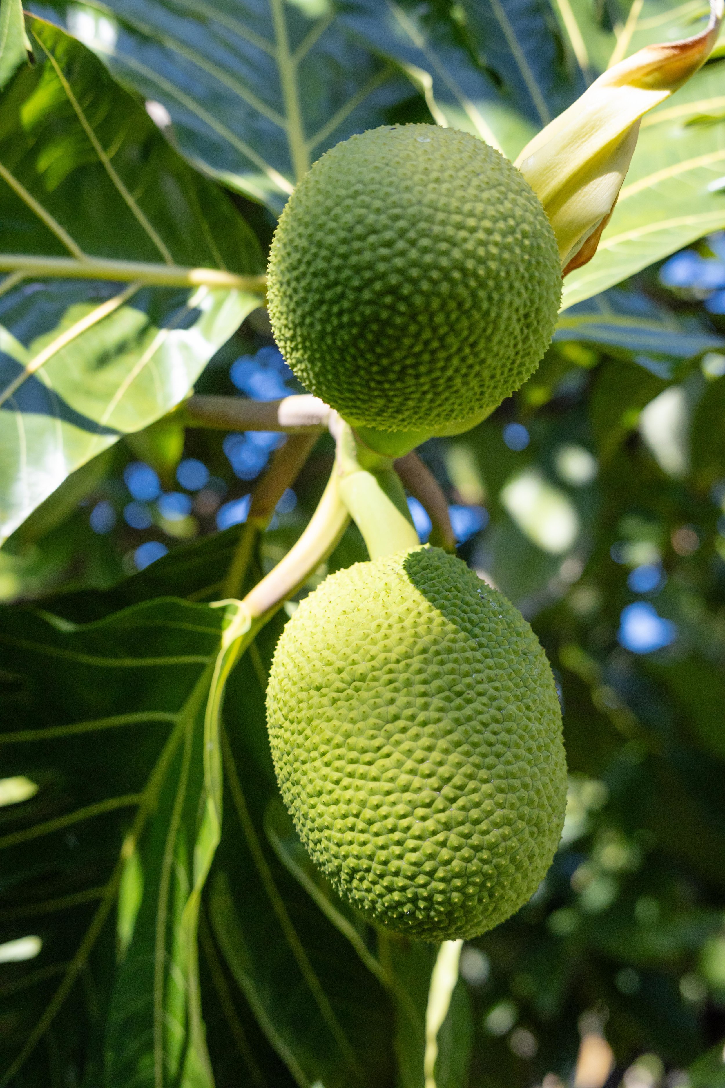 Two green breadfruit hanging from a tree branch among large green leaves.