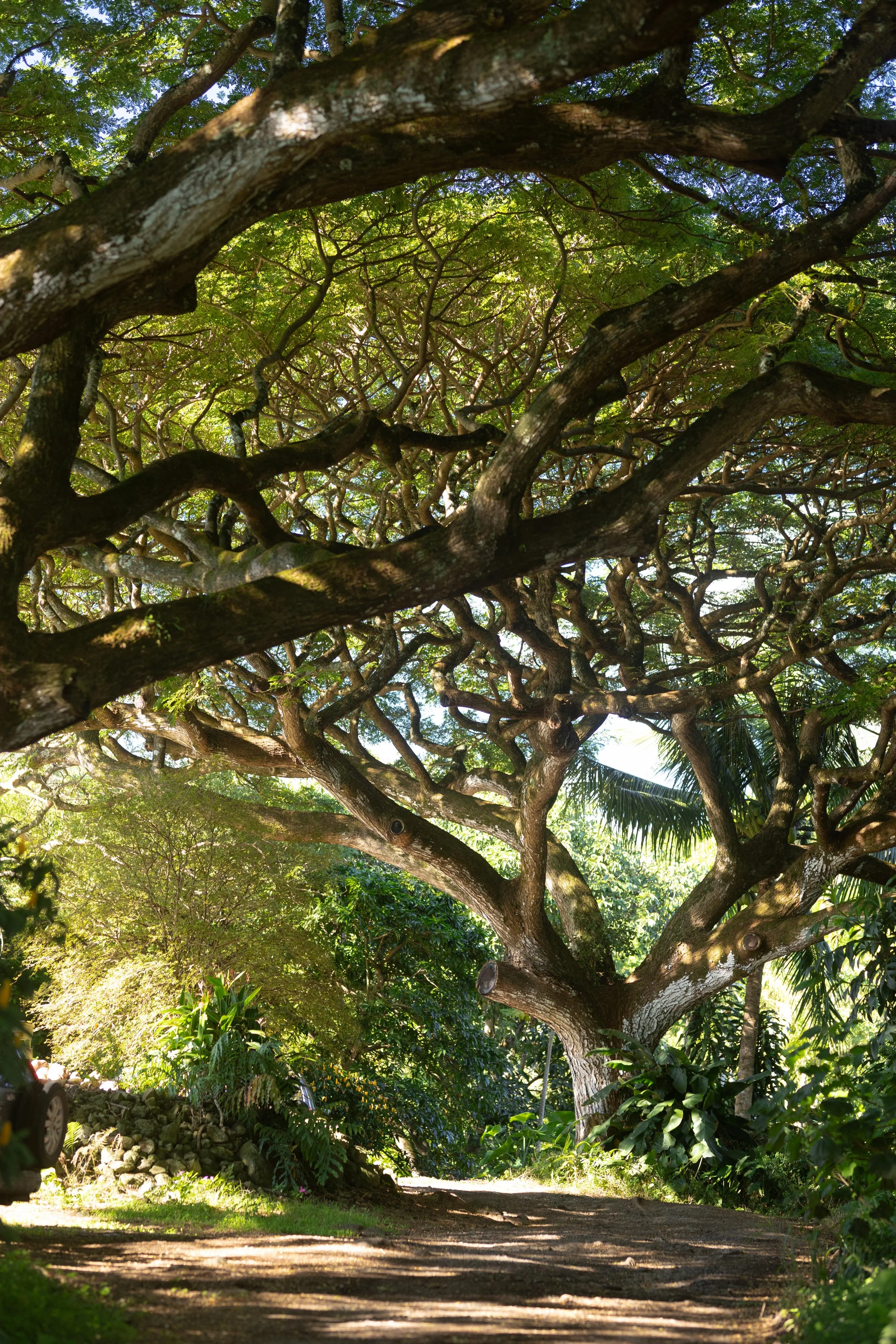 A pathway surrounded by lush greenery and sunlight filtering through leaves during the guided private tour in Hana, Maui