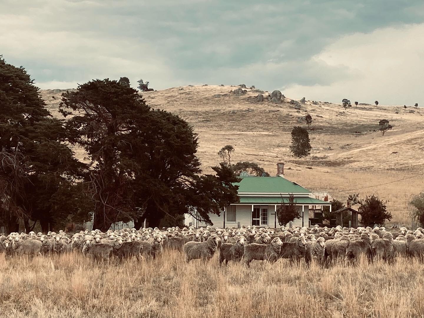 Sometimes you just have to stop and admire! Healthy sheep on healthy land.. #merino #grassfed #nature #regenerativeagriculture

Photo credit: Bill&rsquo;s brother @sidoniabeef for the photo 👏🏼