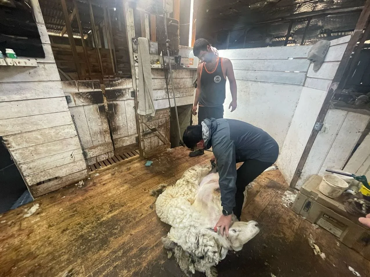 We organised a tour of some local wool growing farms. Our special guests were well and truly immersed into the hard working world of wool production 🐑😅
&ldquo;Hell Yeah&rdquo;!