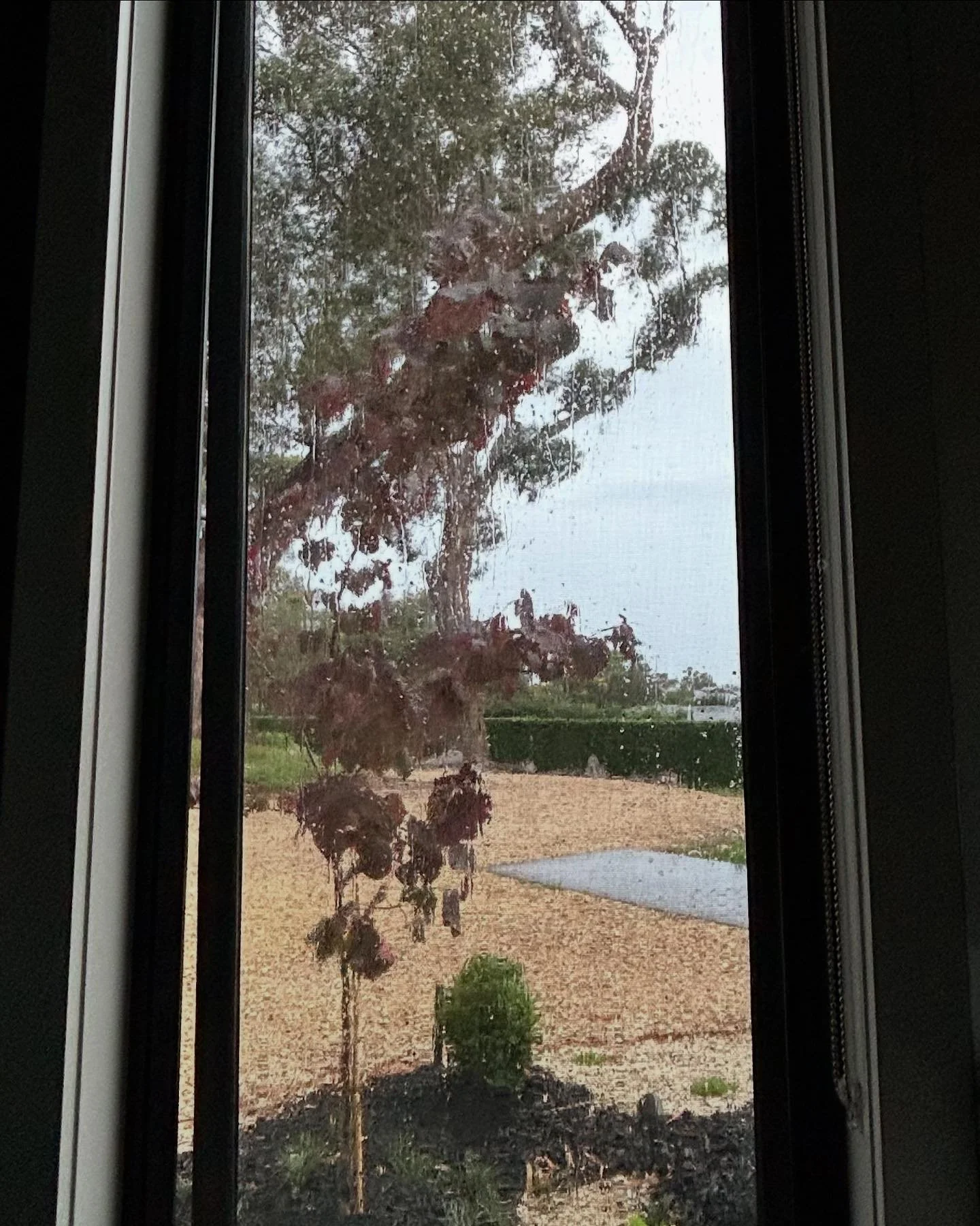 View from the loo. 

So nice to see our plants soaking up this beautiful rain ☔️