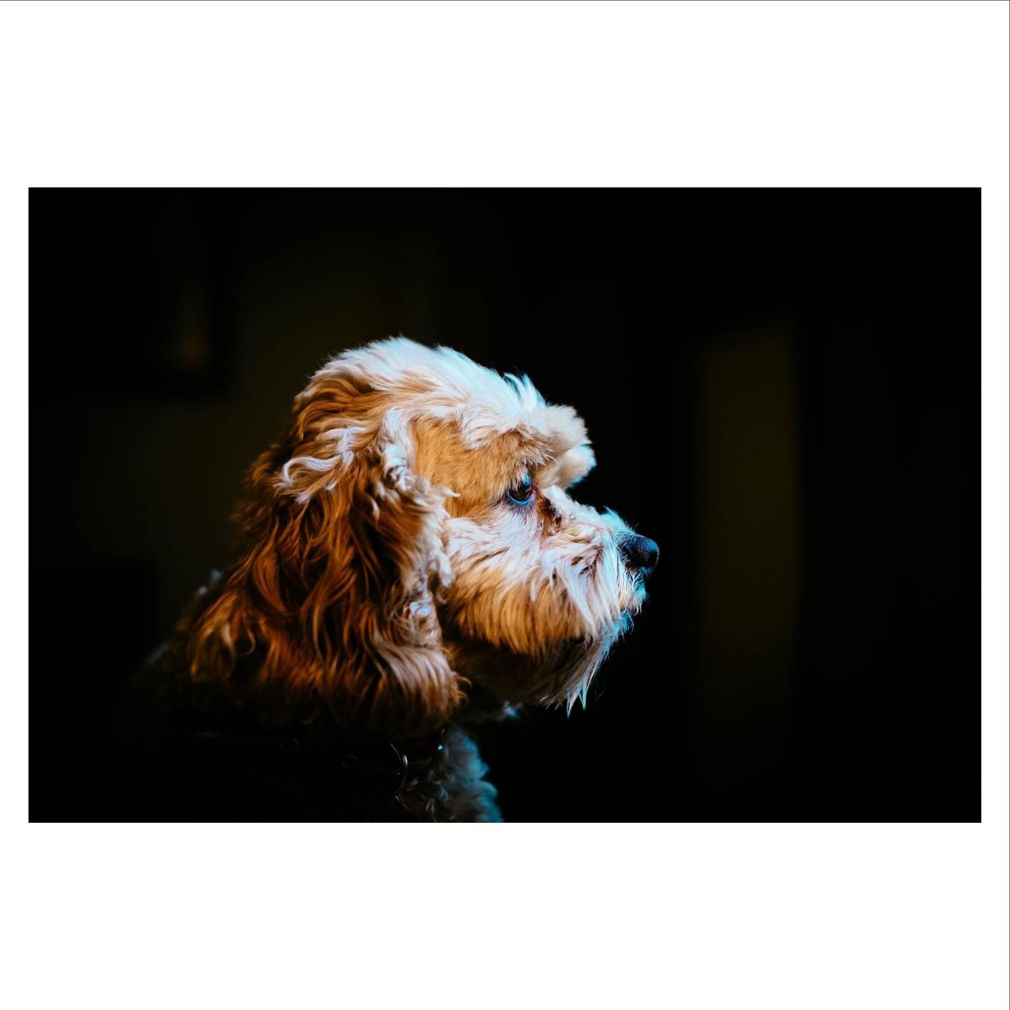 Goodbye, Kennedy.

We loved every scruffy, snuffly, mischievous inch of you, and so grateful Jaxon could be your partner in crime. You will be dearly missed.

2008-2025