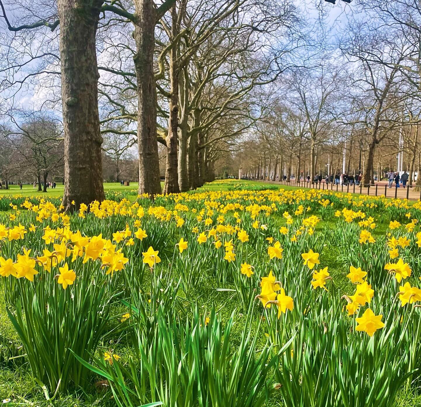 That&rsquo;s better girls x
.
.
.
#stjamespark #daffodils #coutours #london 

@karendevilliers_mysilverstreet @coutours @visitlondon