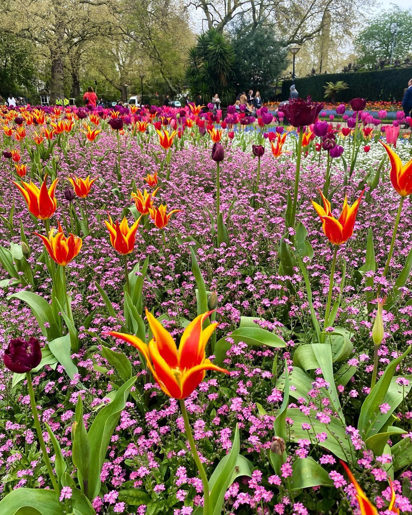 Every year I wait for this reunion in the park. 
Sometimes I arrive a little early, for fear of arriving late, it&rsquo;s only a once a year moment -
One of those washing the winter greys. 
At last, the headiness of colour, stripes and bold magentas,