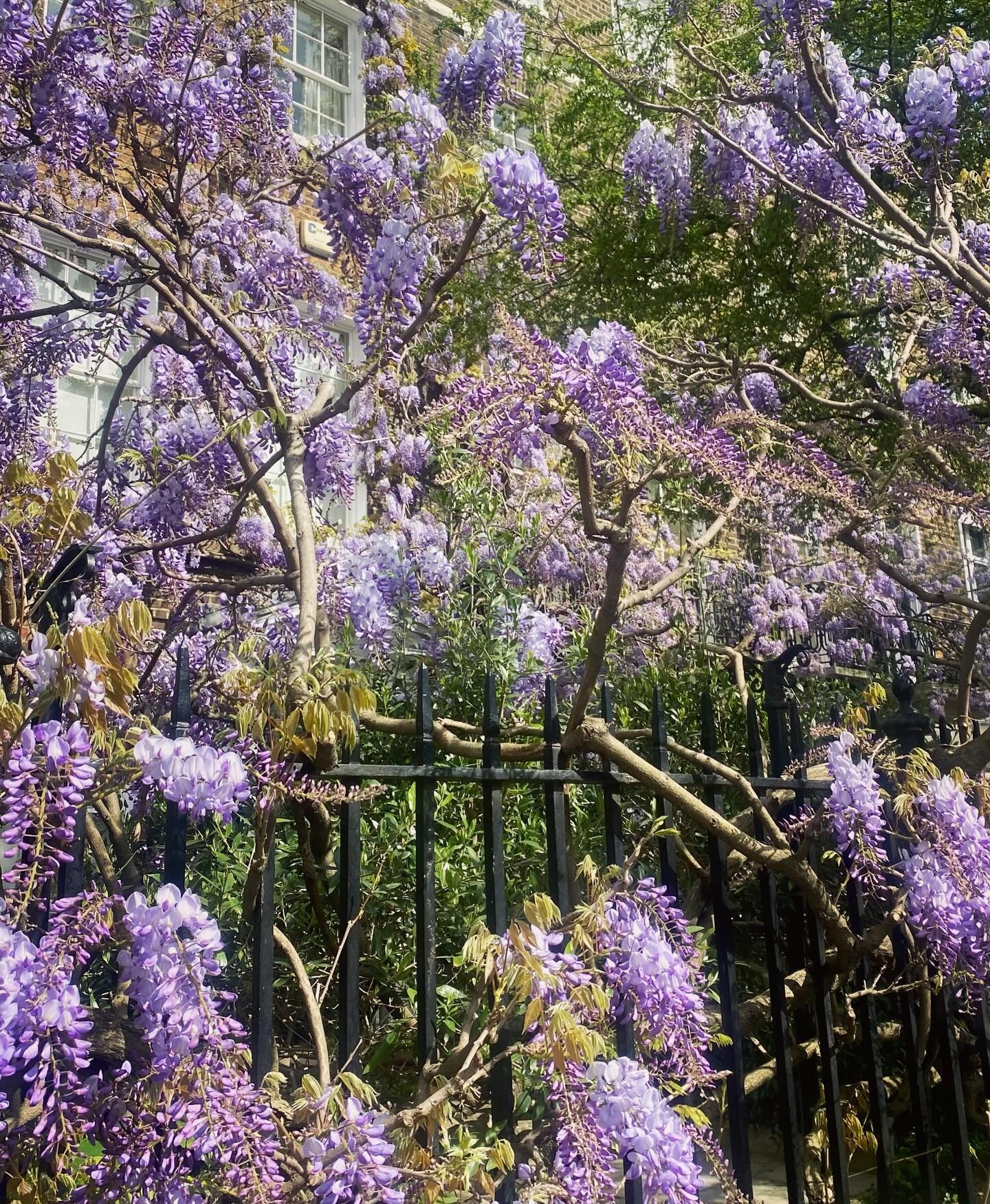Darling daughter and I spent a glorious Spring morning walking through Chelsea. Cheney Walk cascading with Purple wisteria, the heady scent mingling with the bridal splendour of Spiraea. Green and pastel bouquets. 
Hello to the Chelsea pensioners, co