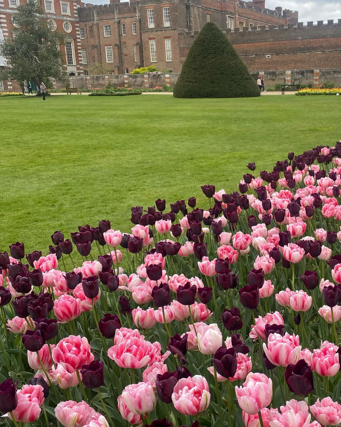 Hampton Court Tulip Festival, London. 

So many beauties - drawn to the Drama of it all. 

.
.
.
.
#hamptoncourtpalace #hamptoncourt #tulipfestival #london #colours #tulips #gardendesign #history #thames #tudors #georgian 

@karendevilliers_mysilvers