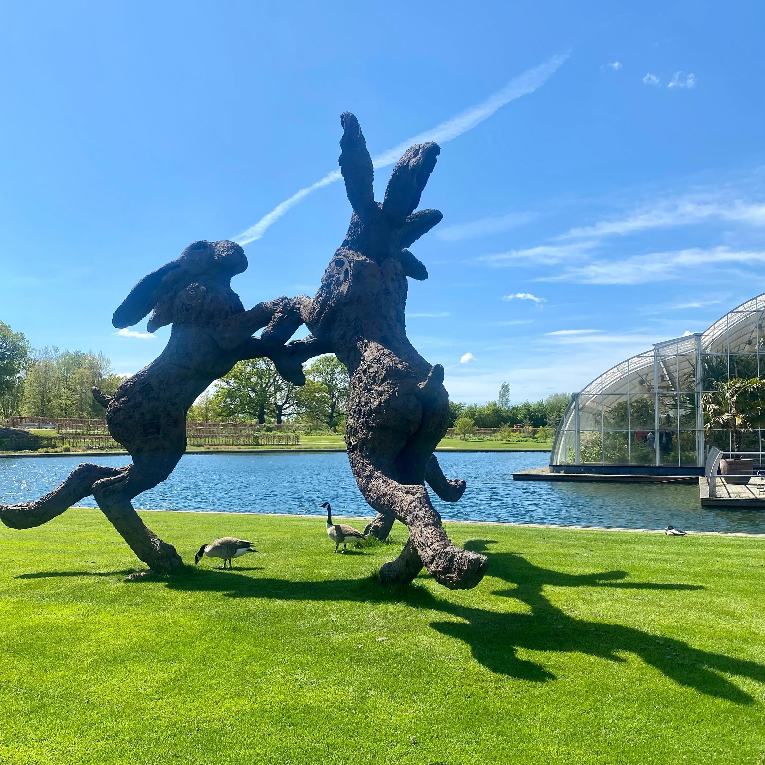 The Dancimg Hares. Wisley. 
The sun broke through, the summer came to say hello, briefly. 
We all smiled at each other, happy in friendship and beauty. 
So much better now - and you were there x 

.
.
.
#wisley #wisleygardens #rhs #flowers #beautiful