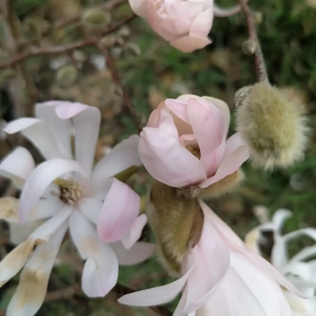 Spring colour creeping into the garden...
#Spring #colour #wellness
