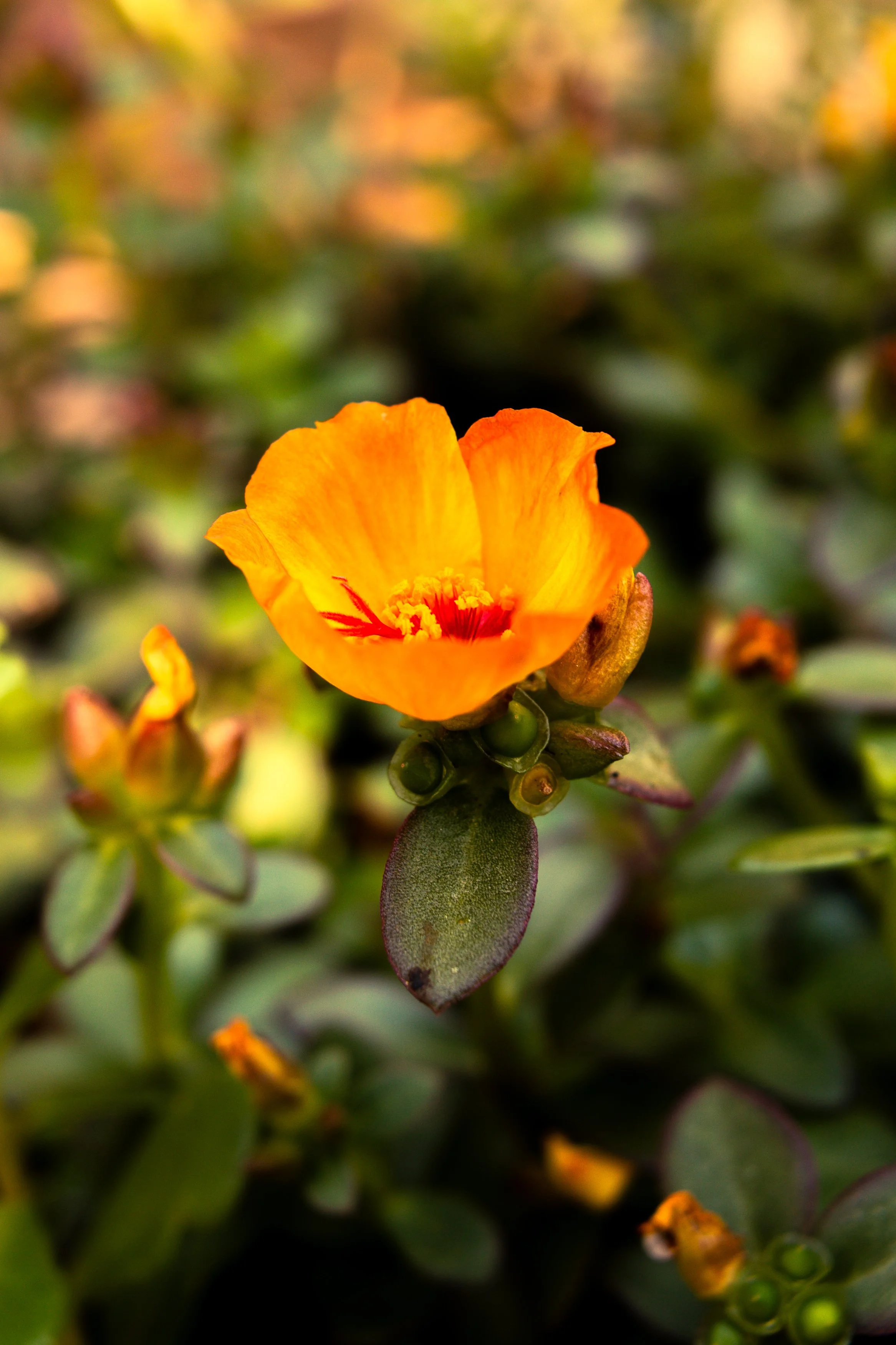 _DSC7680.jpeg
