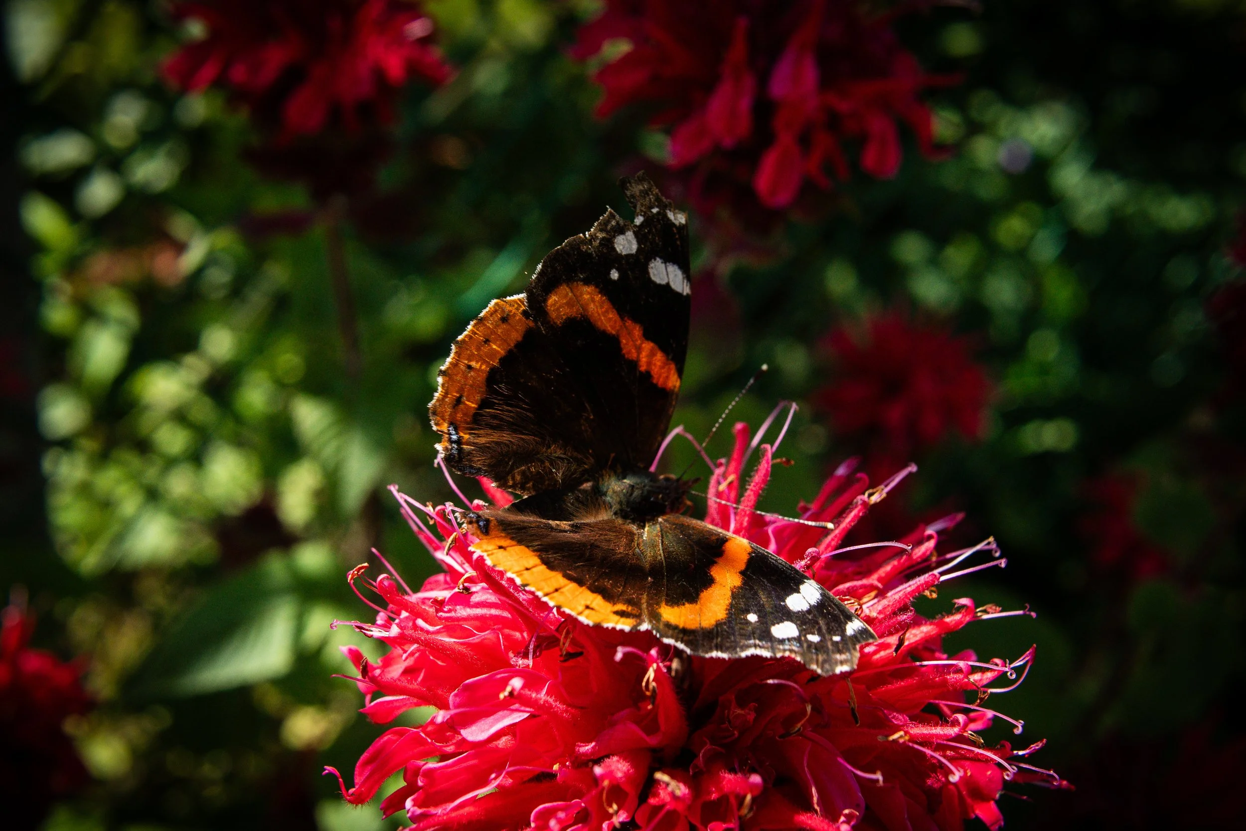 _DSC7487.jpeg