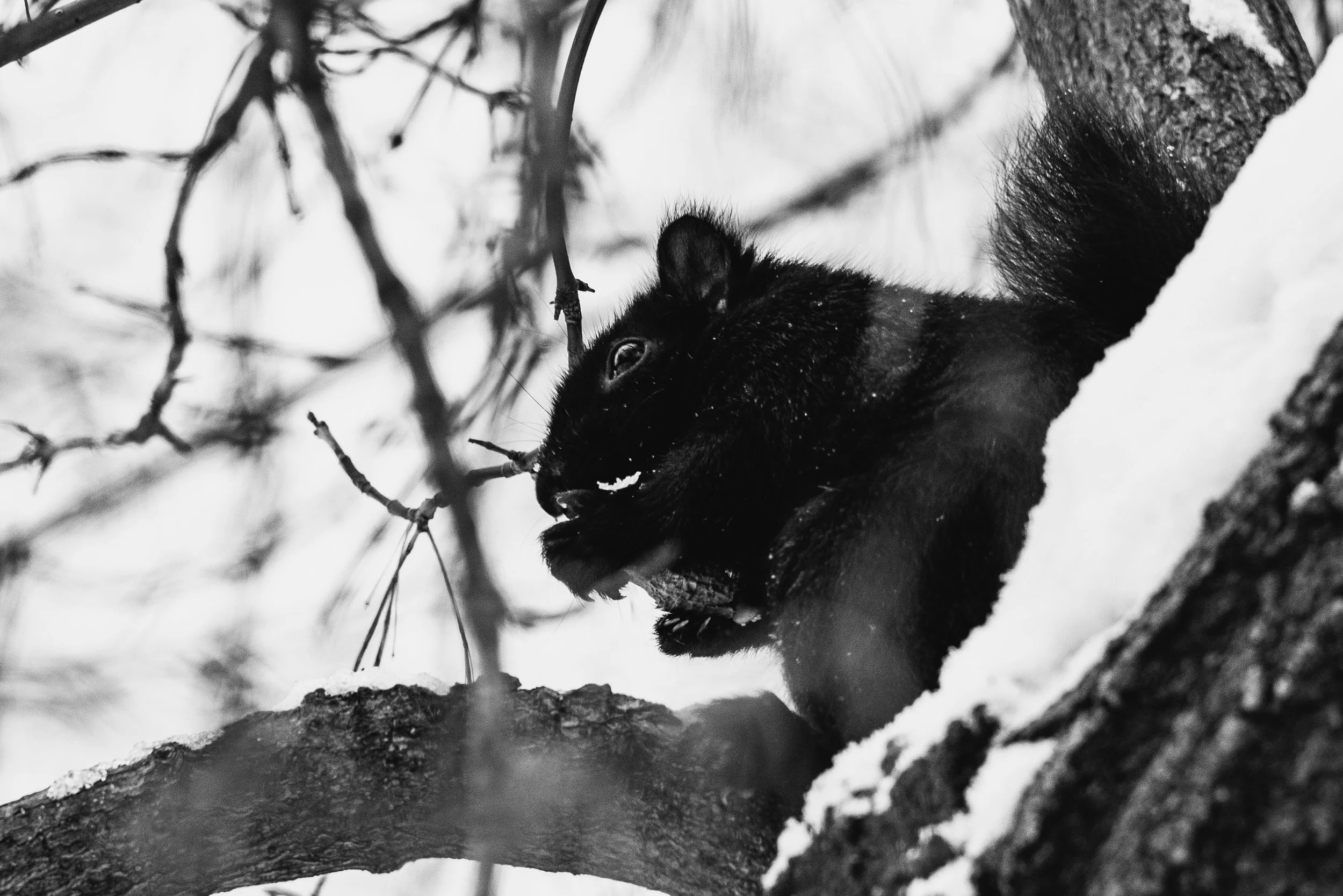 _DSC6115.jpeg
