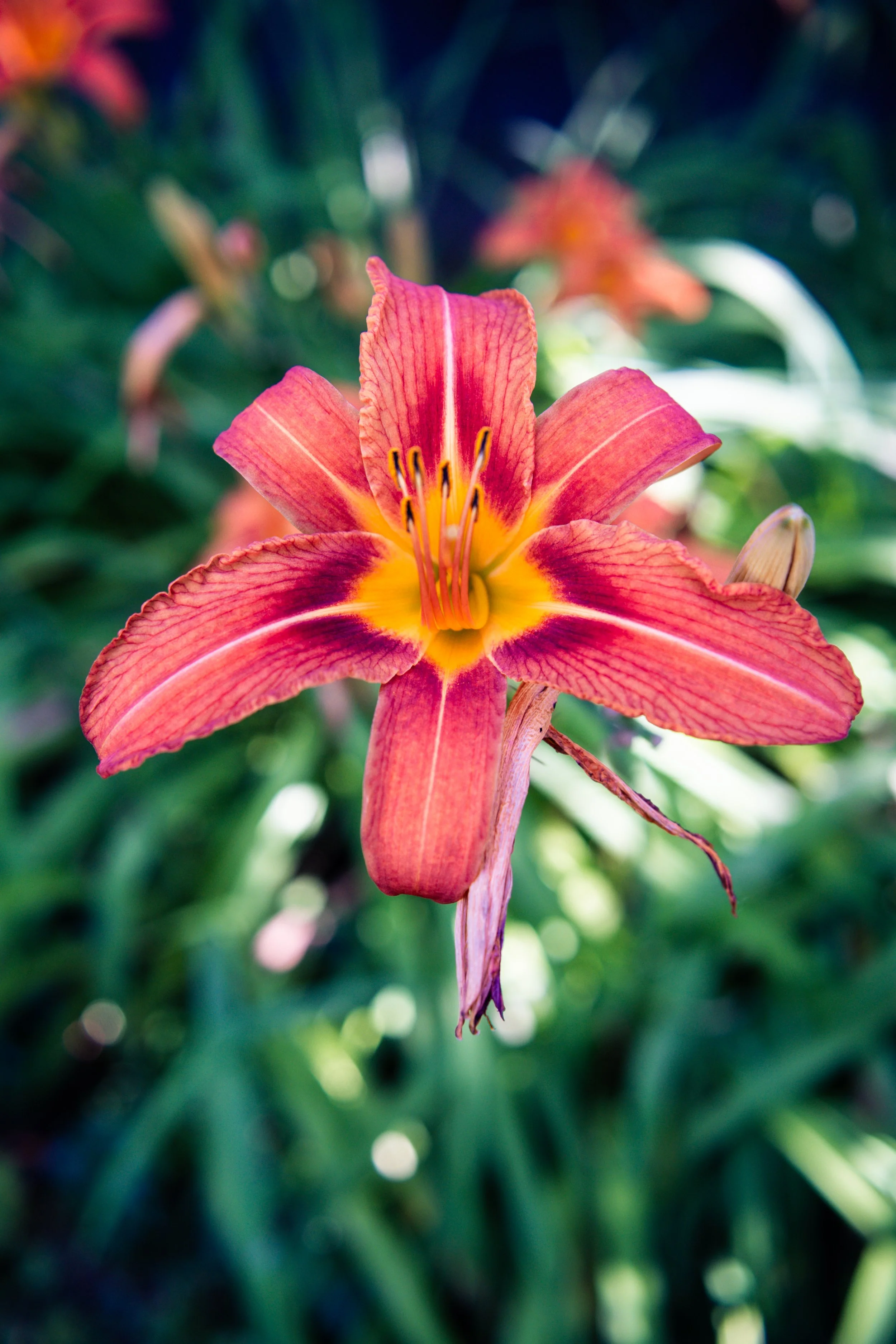 _DSC7615.jpeg