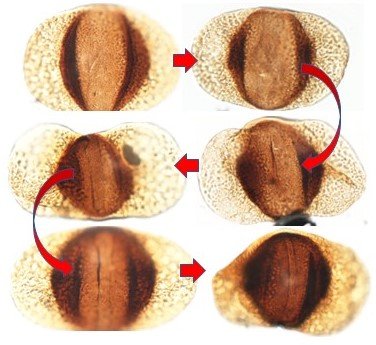 Tackling species variation