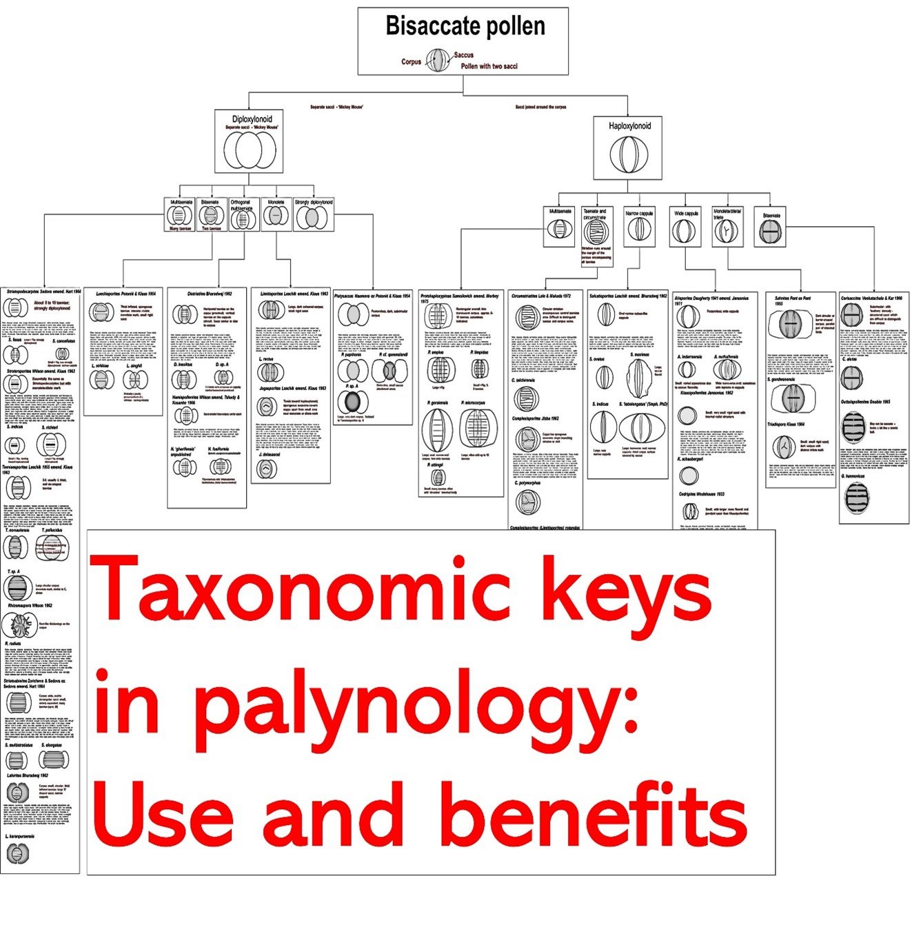 Taxonomic keys